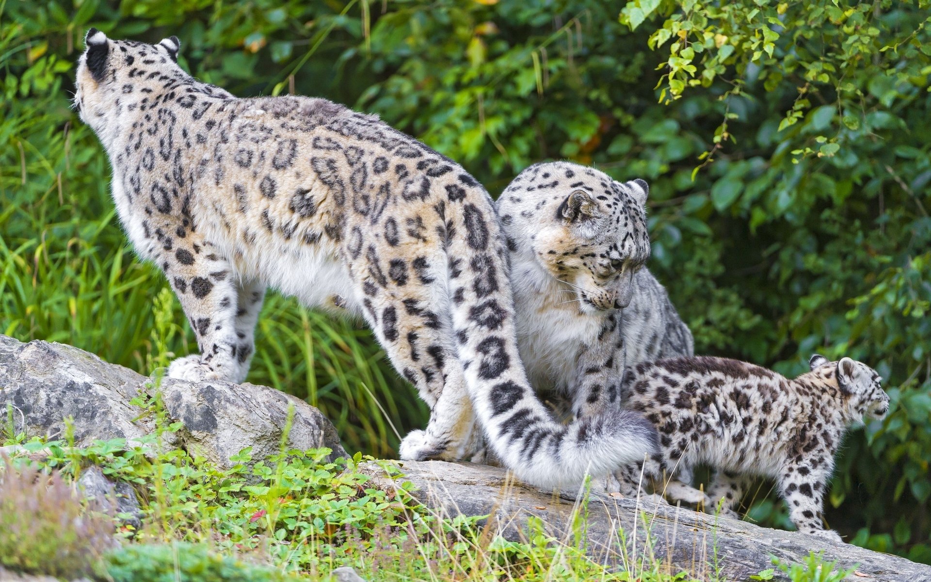 A baby snow leopard playfully interacts with its parent, showcasing the unique spotted fur and lush greenery in the background, capturing a tender moment in nature.