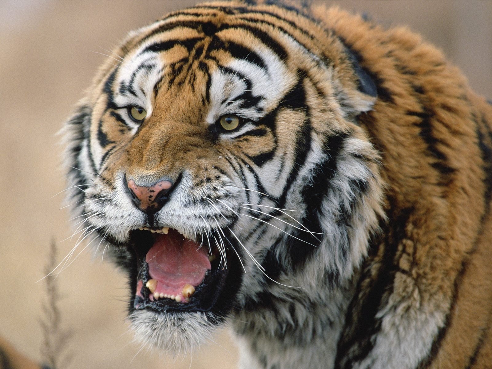 Close-up of an animal tiger snarling, mouth open and teeth bared, whiskers prominent, bold black stripes and intense yellow eyes