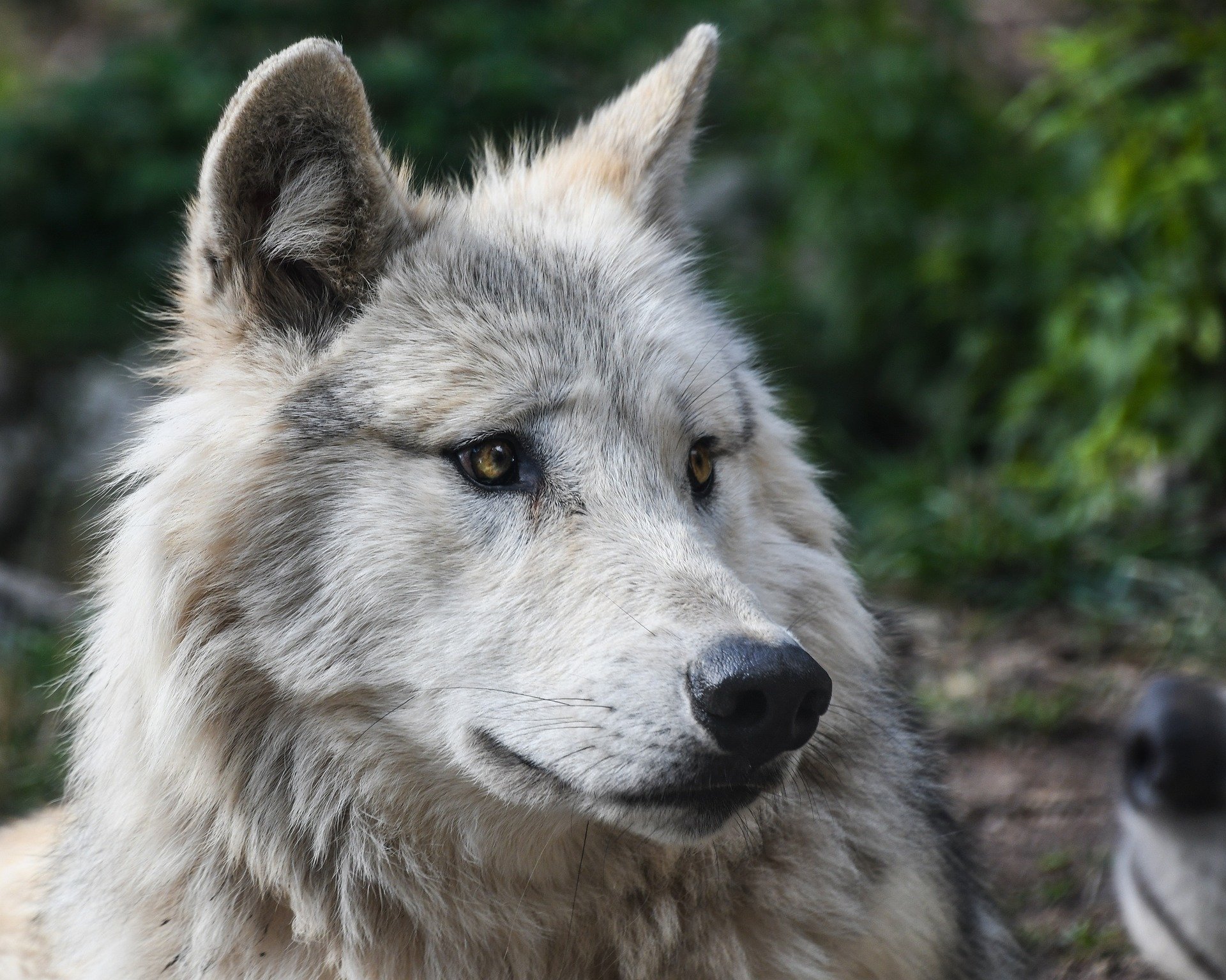  Grey Wolf by christels