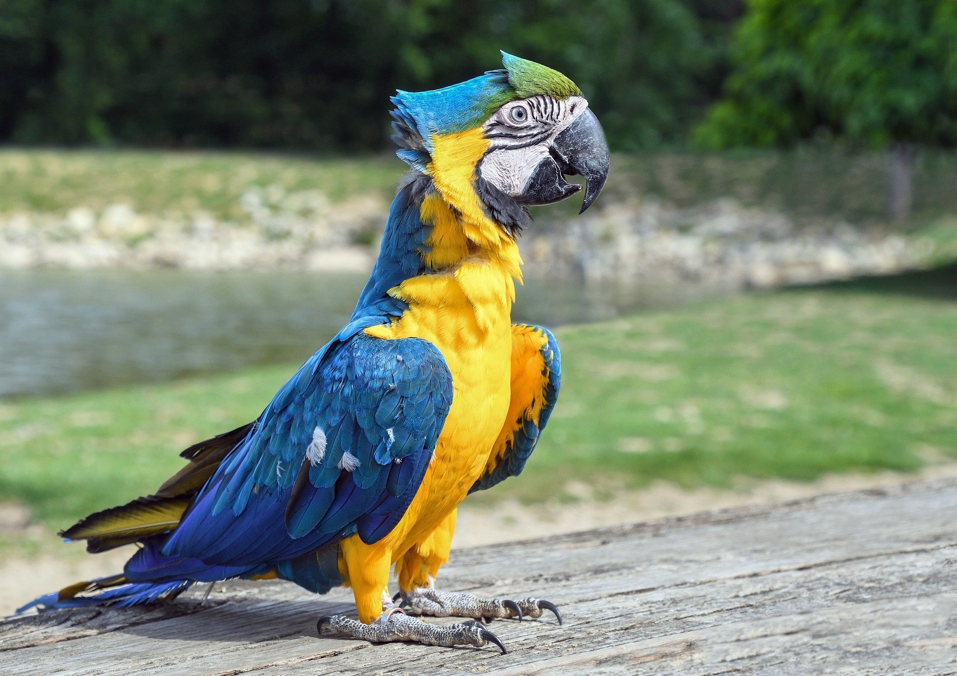  Pet Macaw by christels
