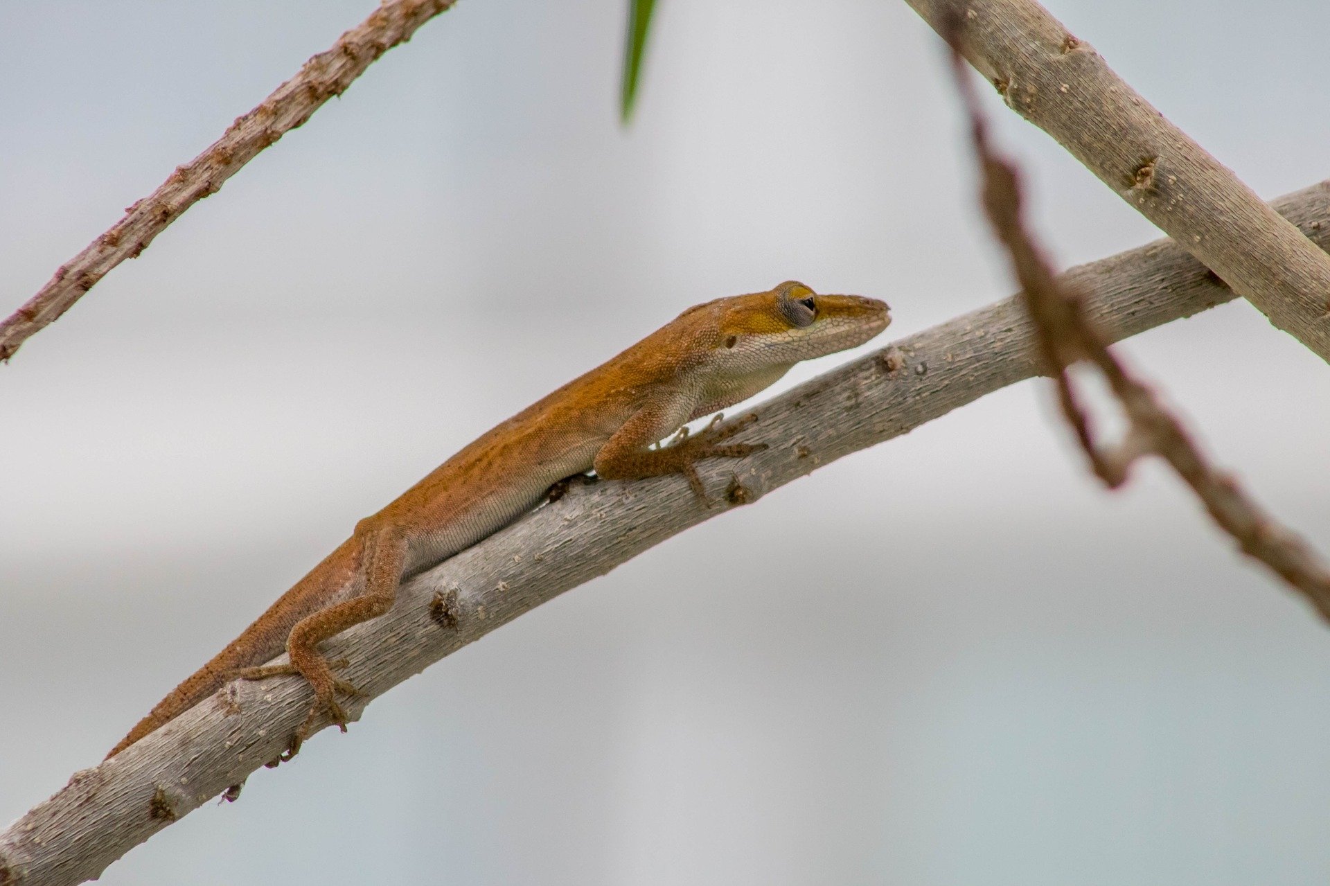  Small Brown Lizard by Katie Rose