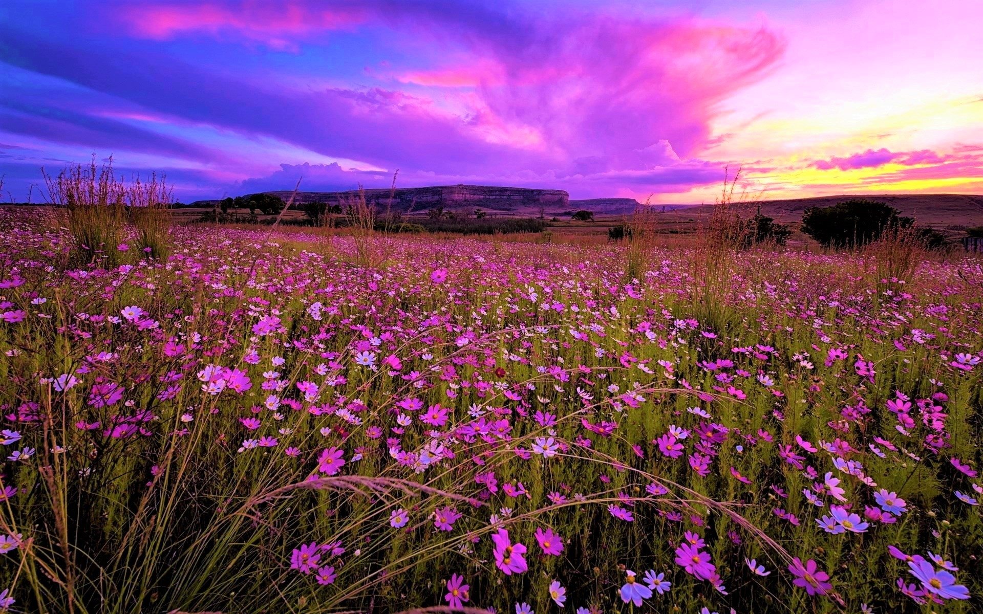 Flower Field at Sunset Image ID 299986 Image Abyss