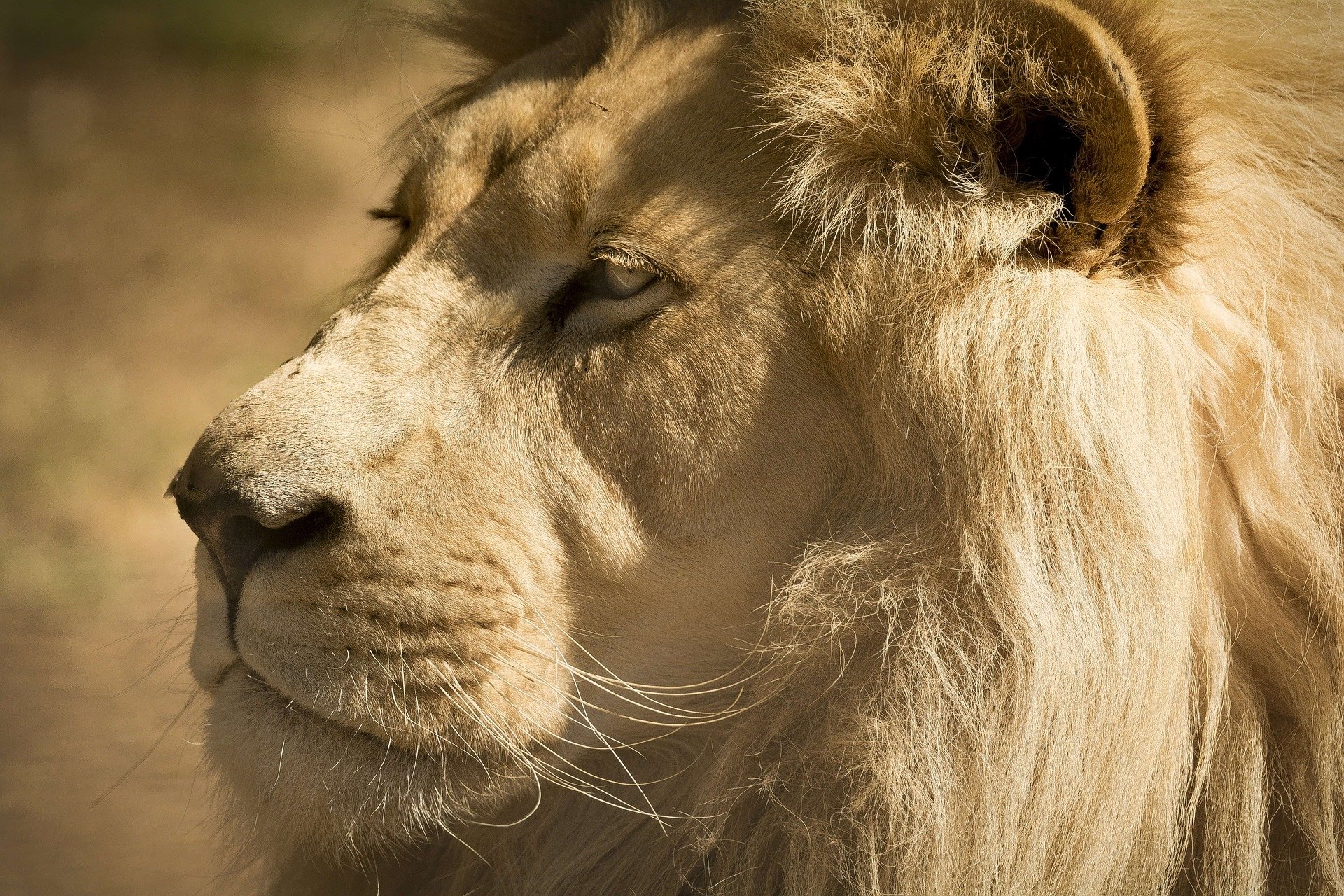  Head Portrait of a Lion by Ian Lindsay