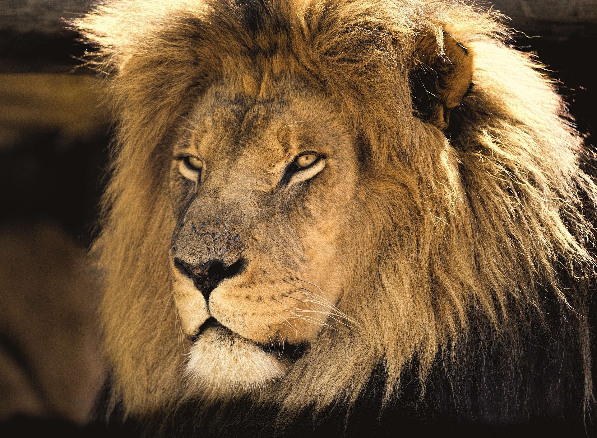  Head Portrait of a Lion in Africa by Ian Lindsay