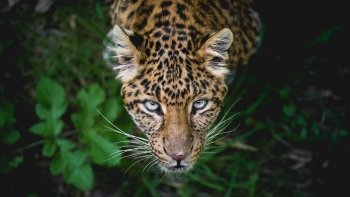 Preview Image 299734
