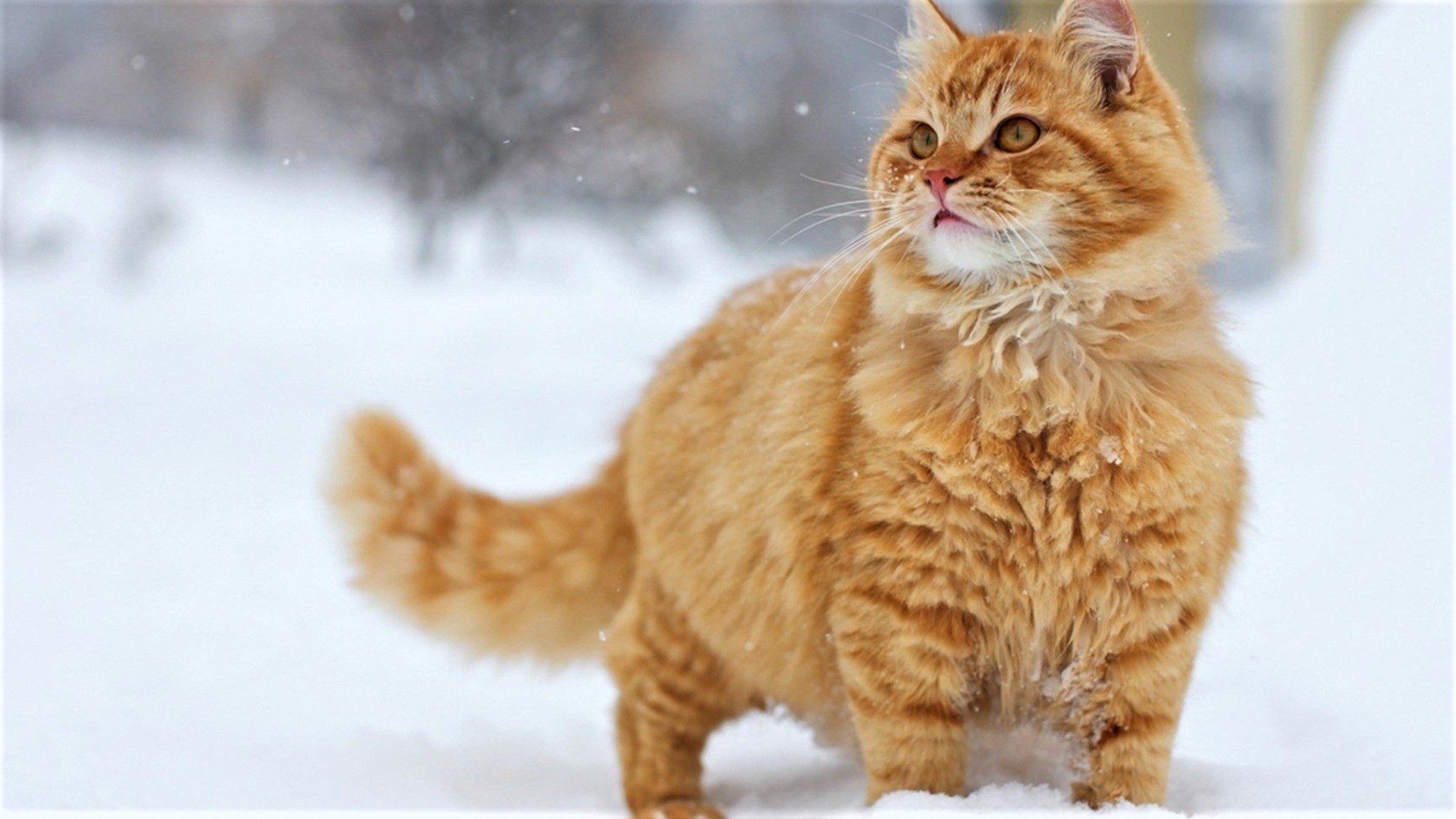 Pretty Cat in the Snow Image Abyss