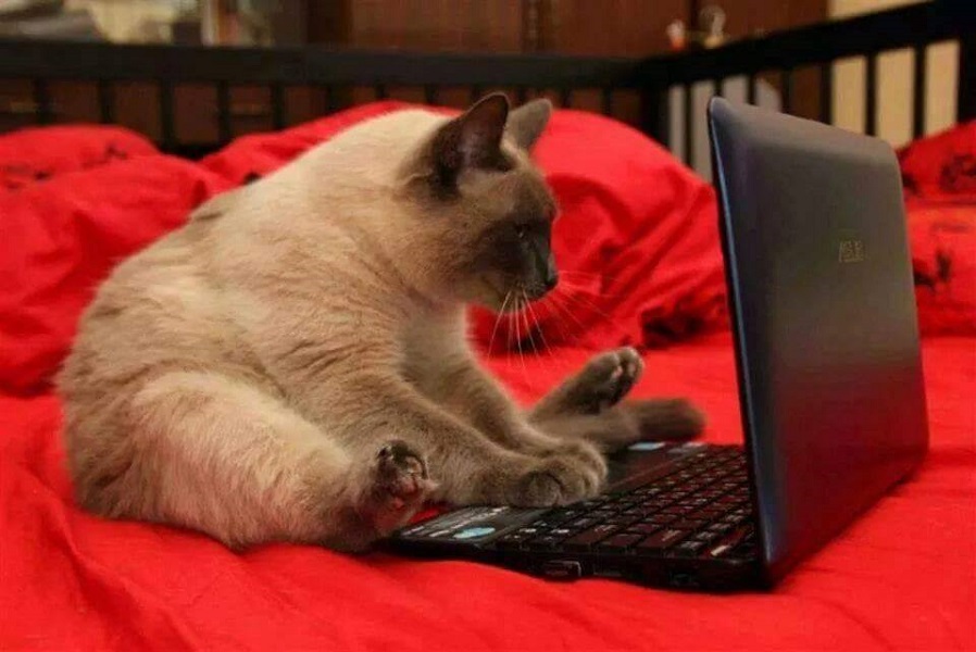Gato informático