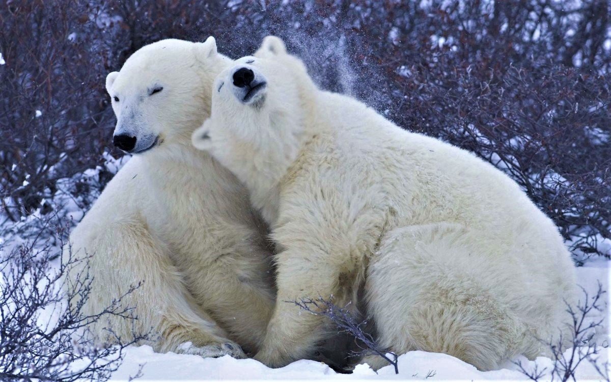 Polar Bear Love - Image Abyss