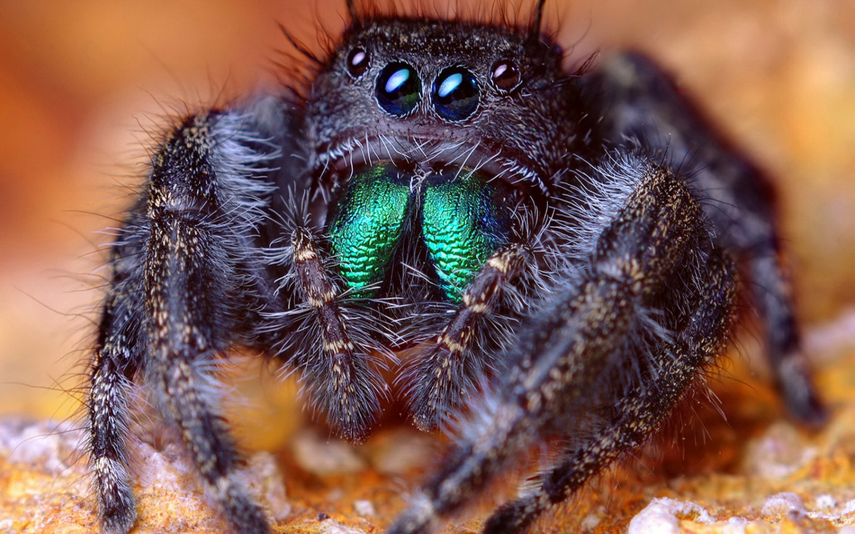 Jumping Spider Picture