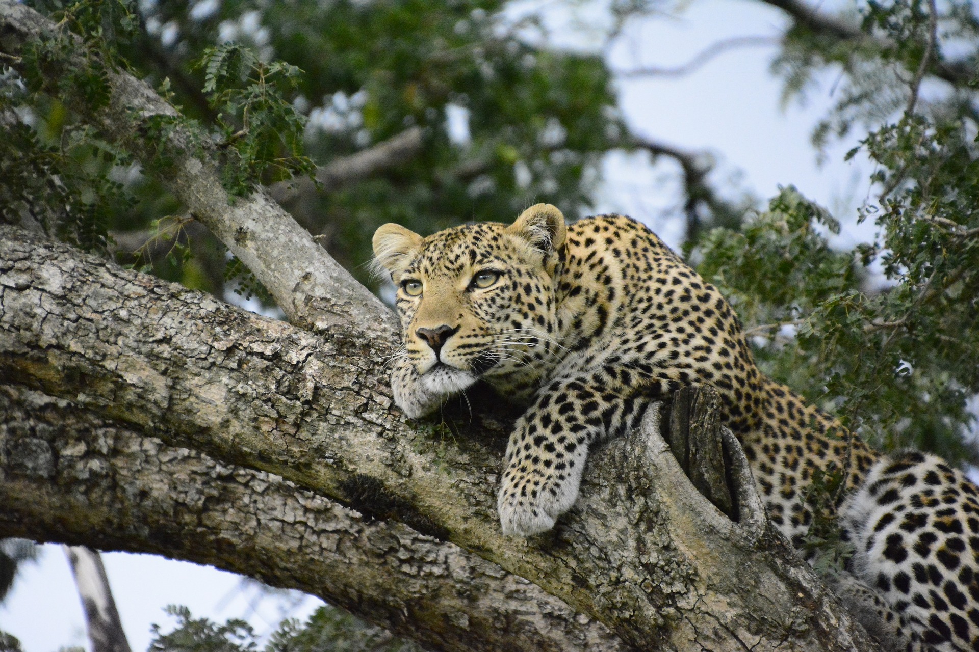 Leopard in a Tree by Nicola Stockton