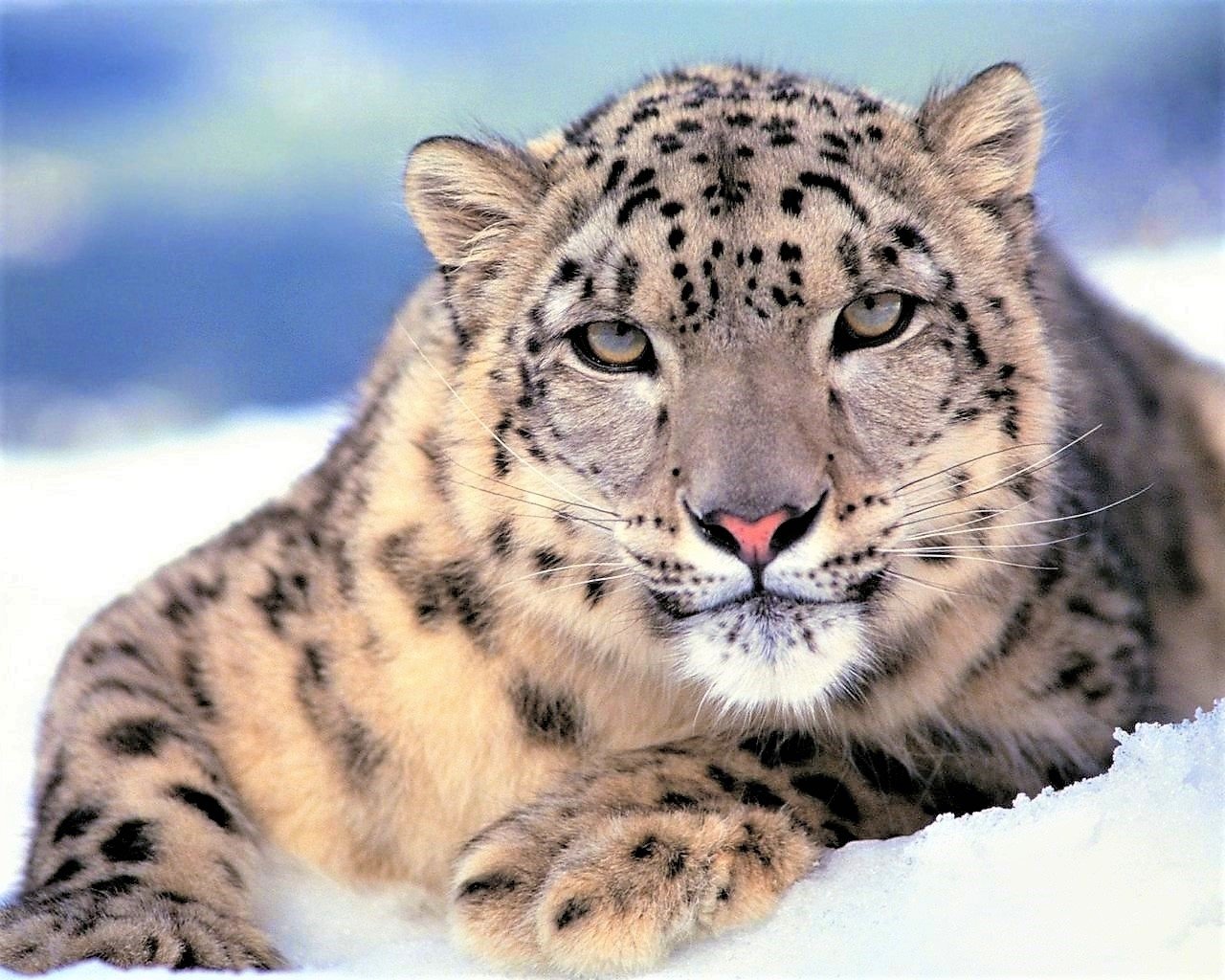 gutenprint for snow leopard