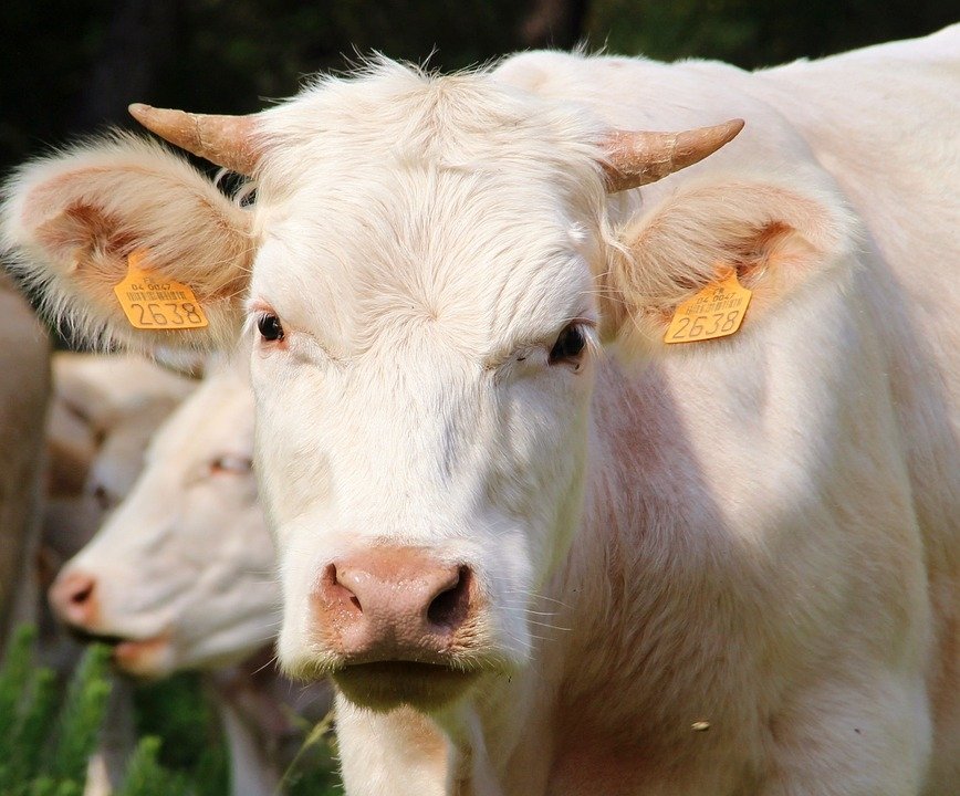Cow Image - ID: 300052 - Image Abyss