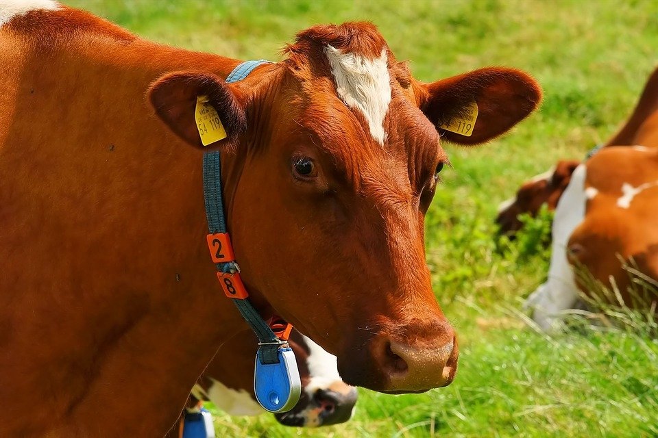 Cow Image - ID: 300054 - Image Abyss