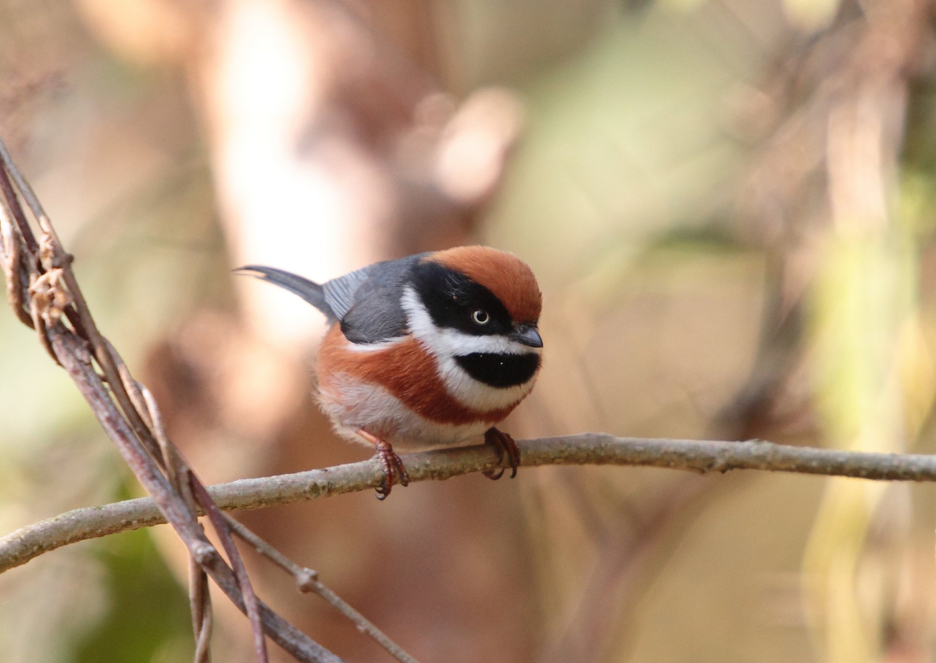 A colorful titmouse bird perches on a thin branch with a blurred natural background.