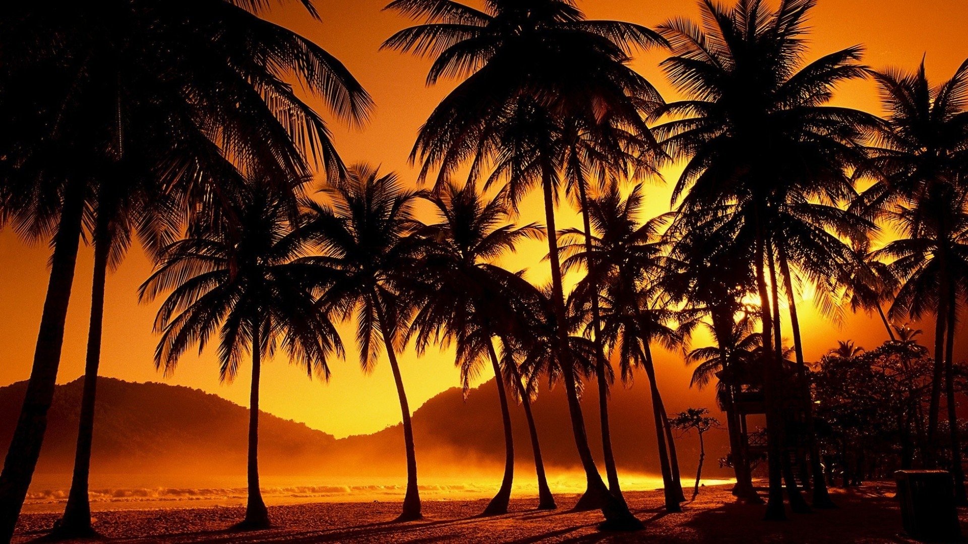 palm tree tropics nature sunset Image