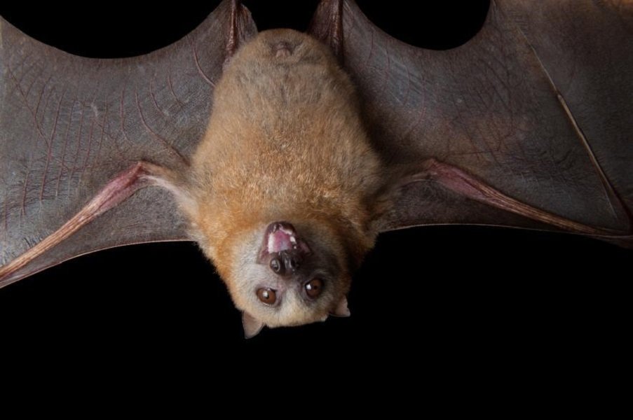 Animal bat Image