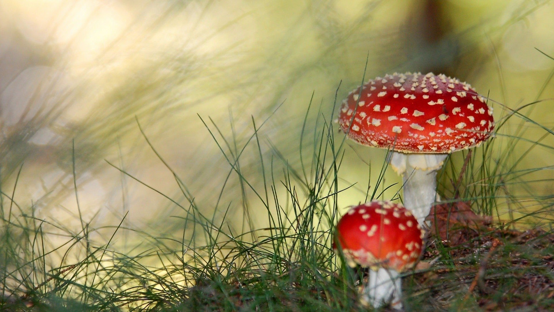 Two red-capped mushrooms with white spots grow among grass in a softly lit natural setting.