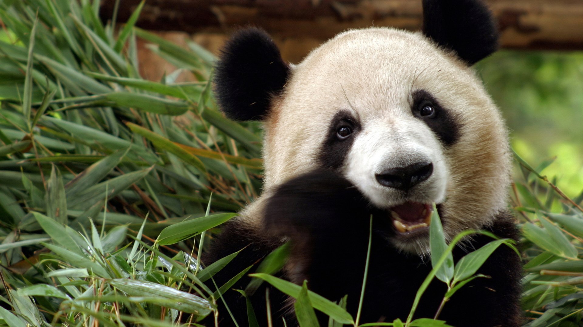 A playful panda munches on bamboo, surrounded by lush greenery, showcasing its distinctive black and white fur and charming expression.
