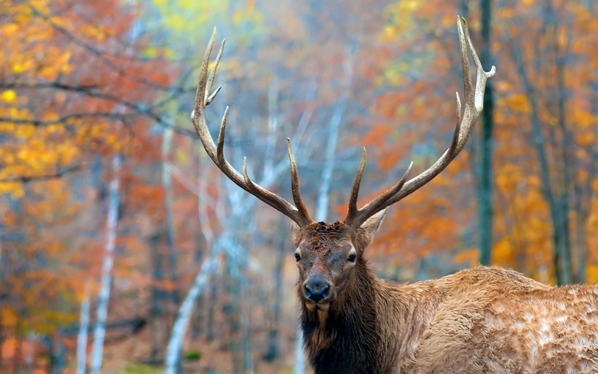 Download Animal Elk Image