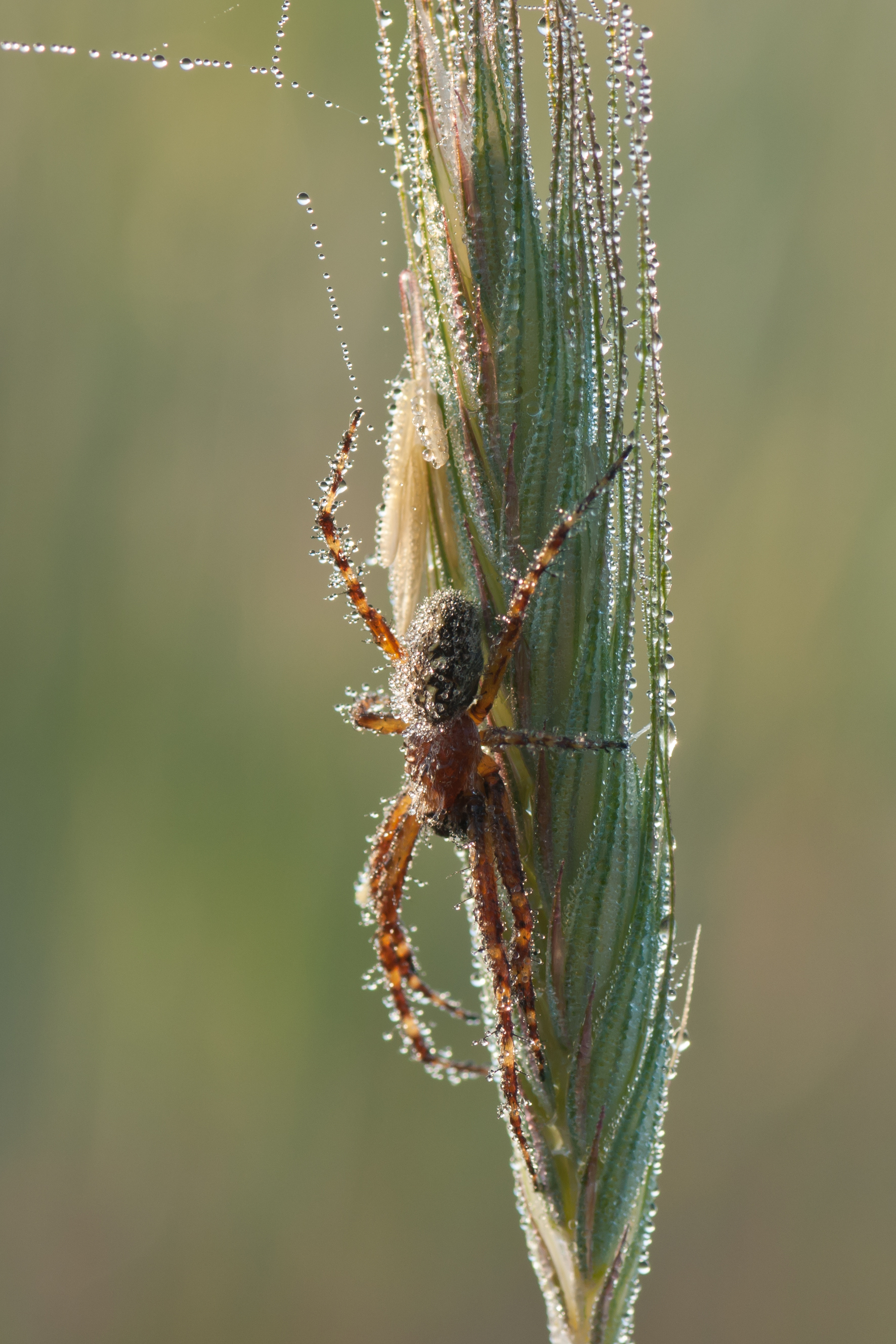 Oak Spider, (Aculepeira ceropegia) by Mathias Krumbholz