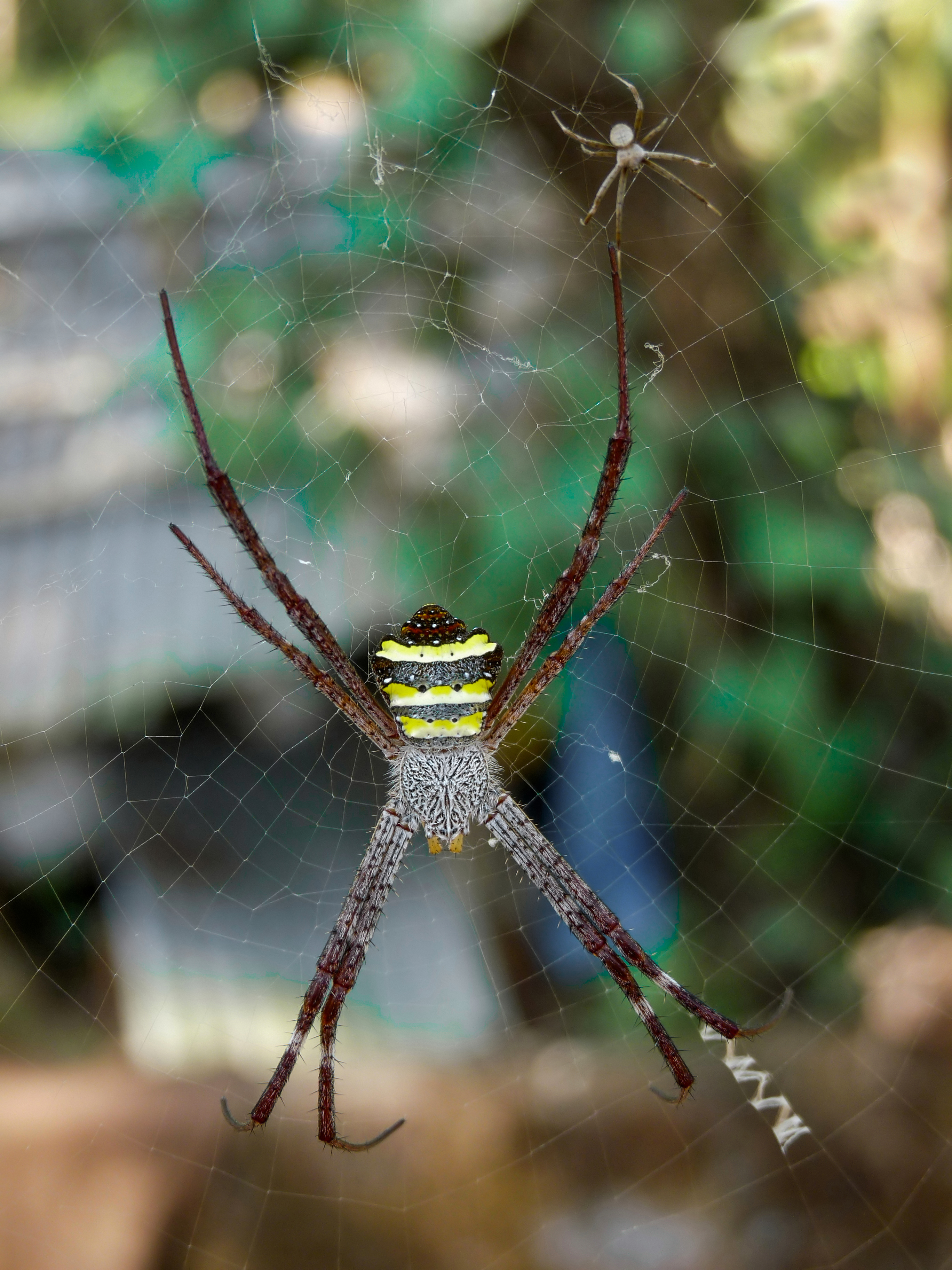 Orb-weaver spider (Argiope pulchella) by Jee & Rani Nature Photography