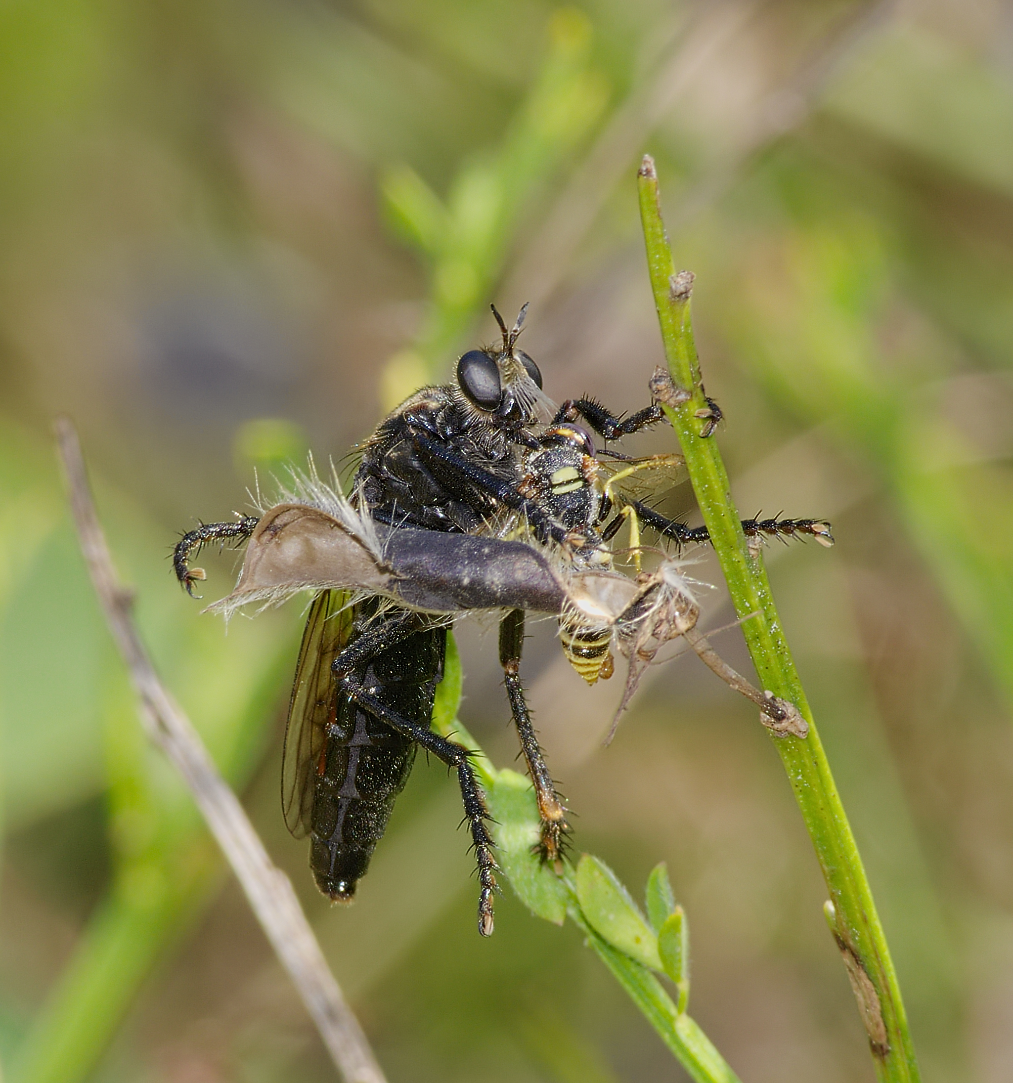 A Robber fly (Dasypogon diadema) by Andreas Eichler
