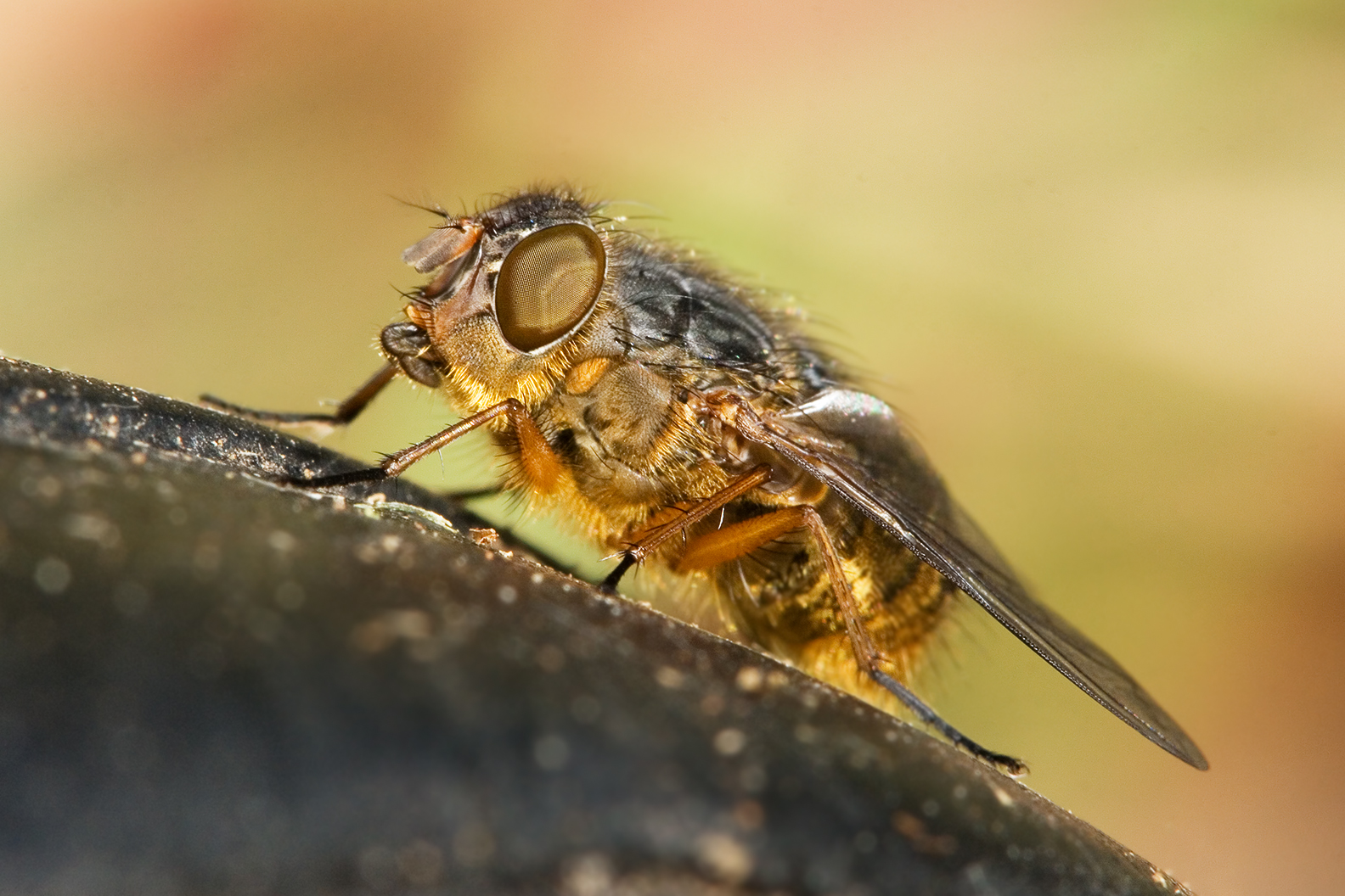 Hill's brown blowfly (Calliphora hilli) by JJ Harrison