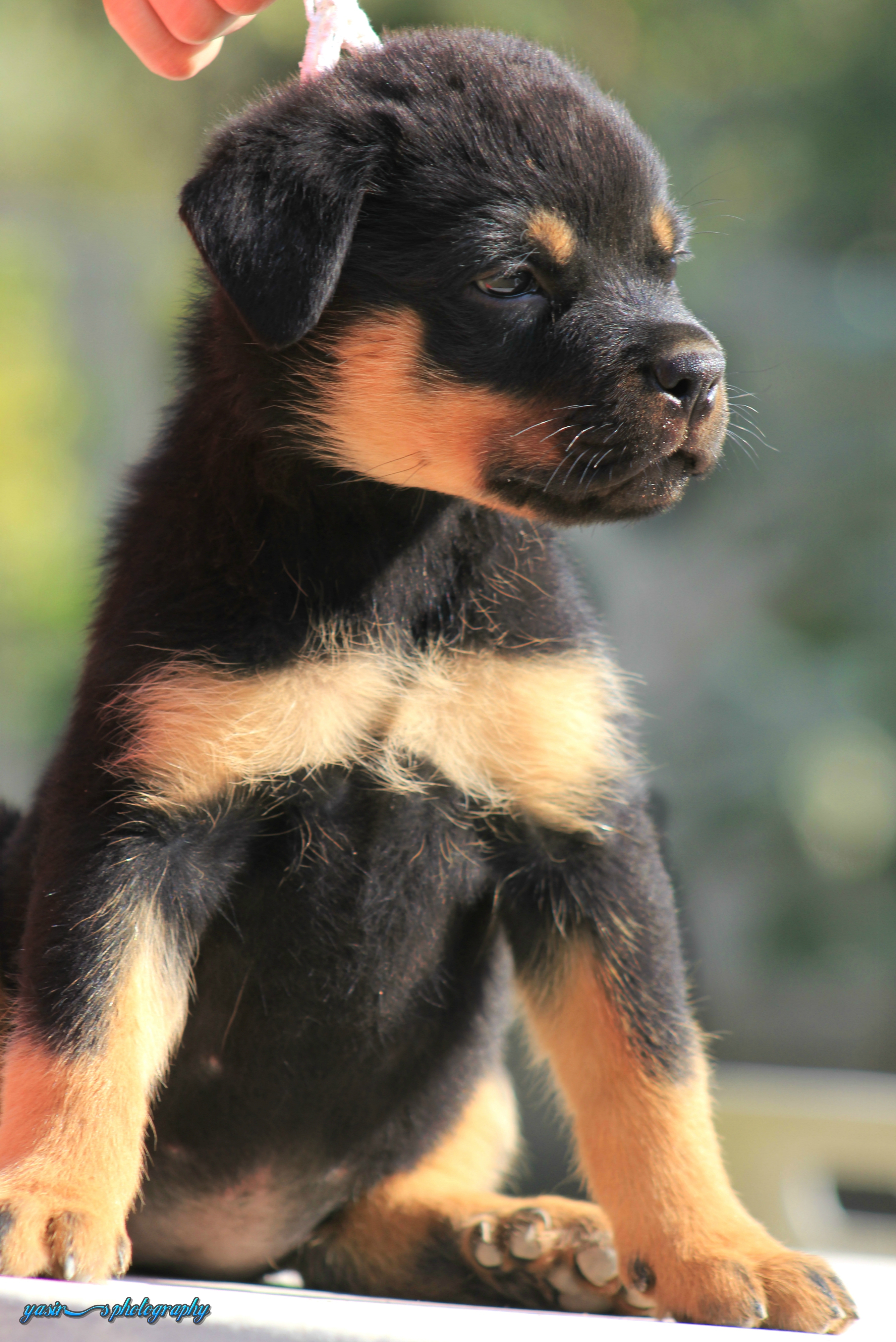 Rottweiler Picture by yasirliaqat1990