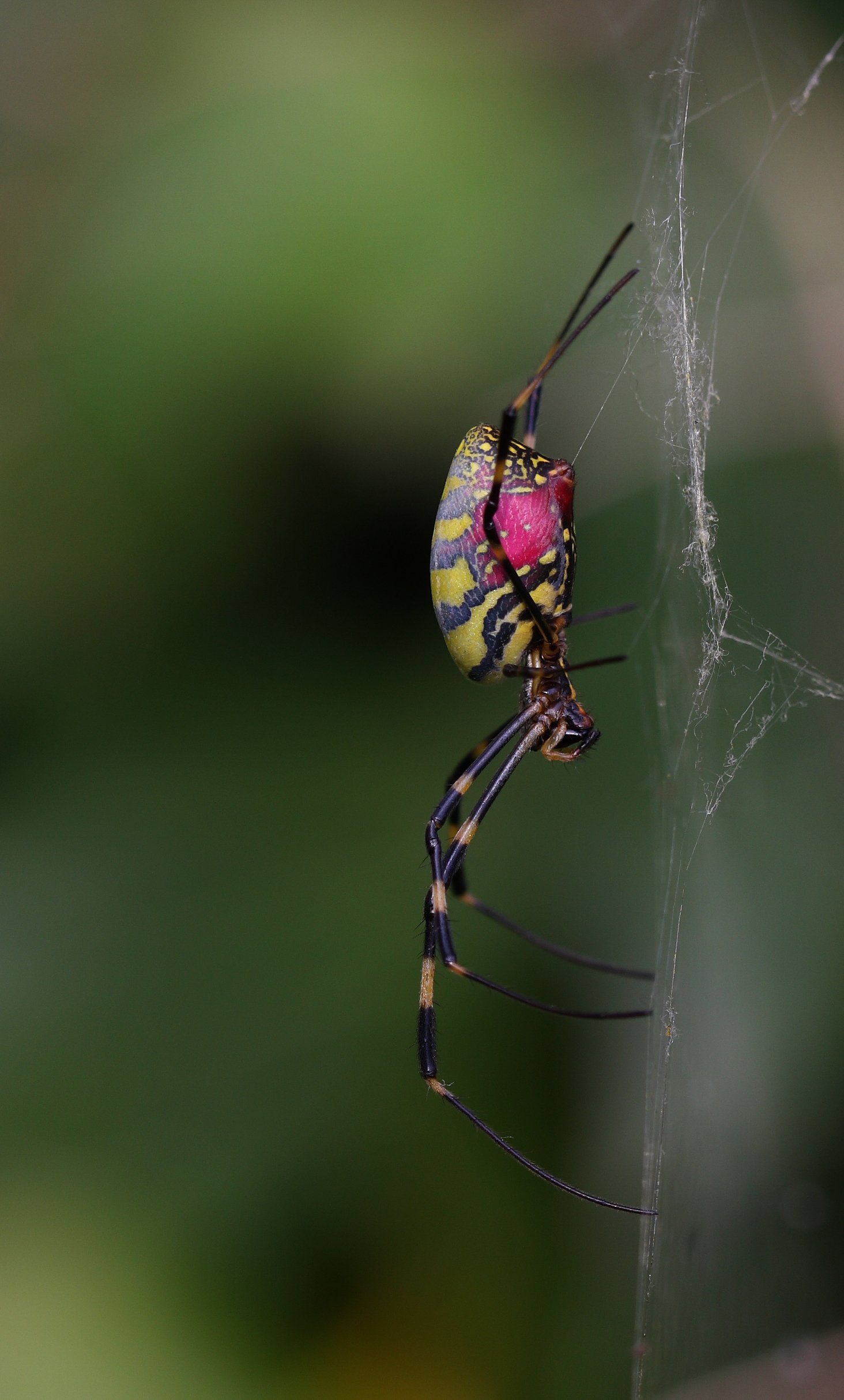  Nephila clavata by Masaki Ikeda