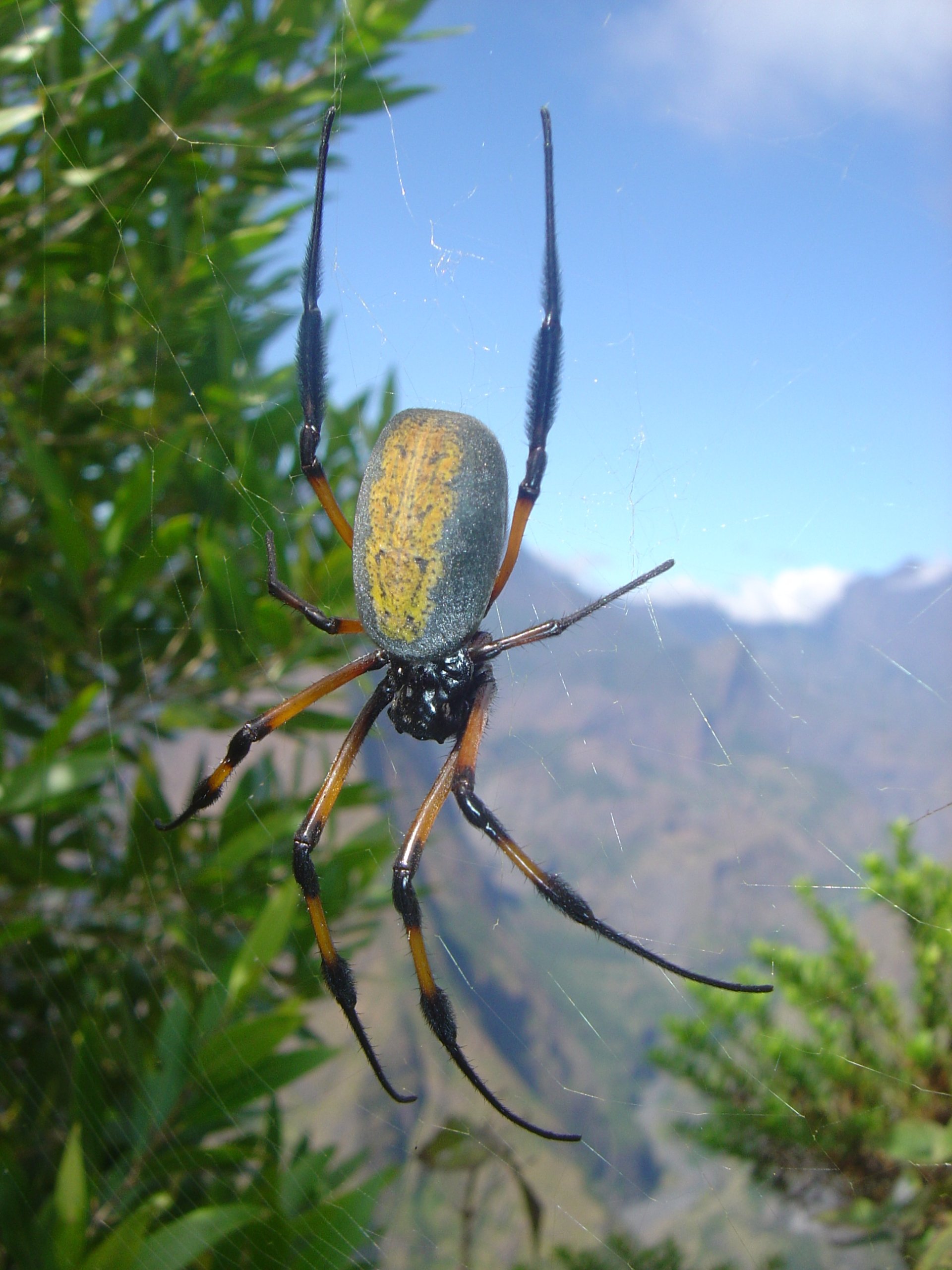  Nephila inaurata by David Monniaux