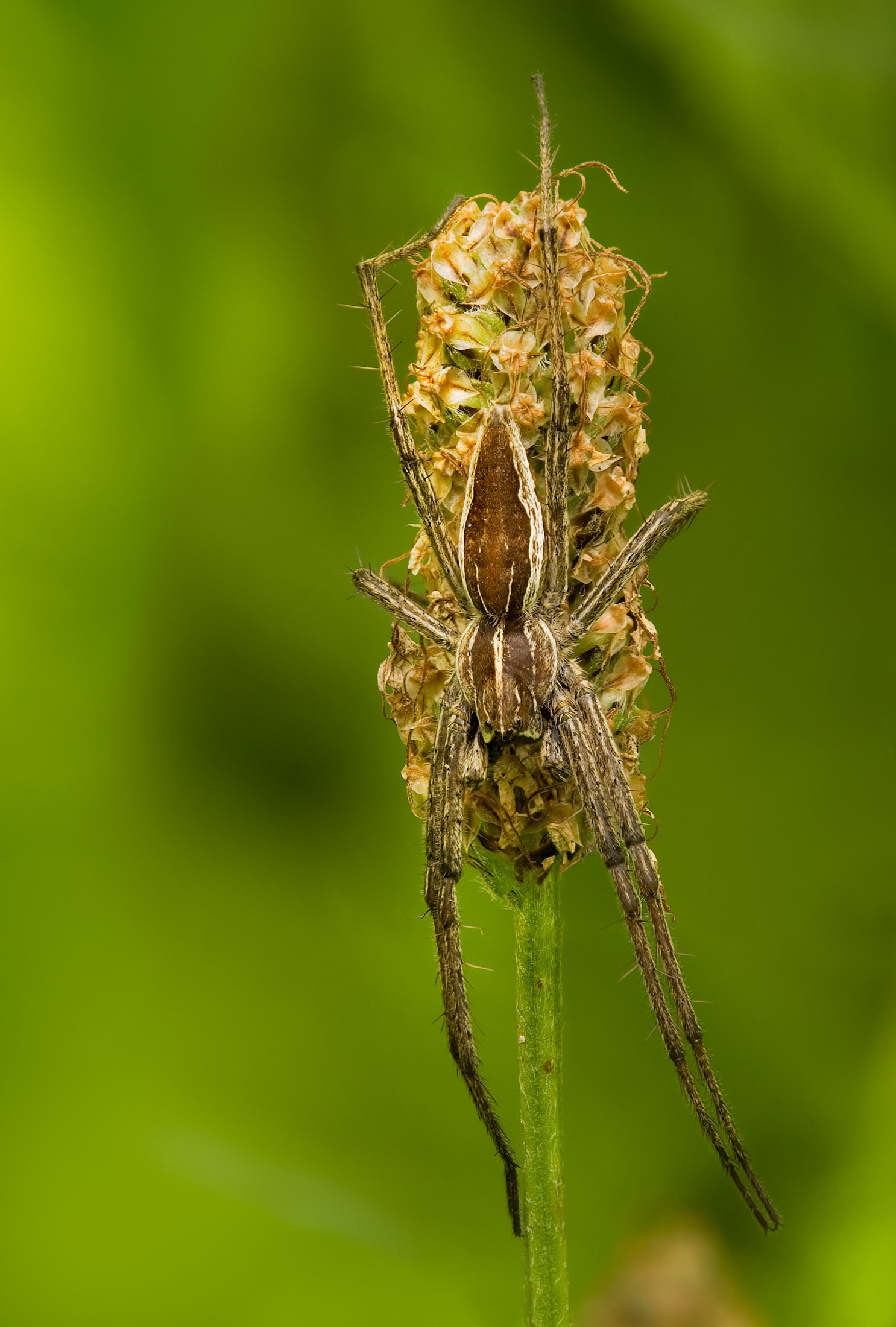  The nursery web spider (Pisaura mirabilis) on Plantago lanceolata by Richard Bartz