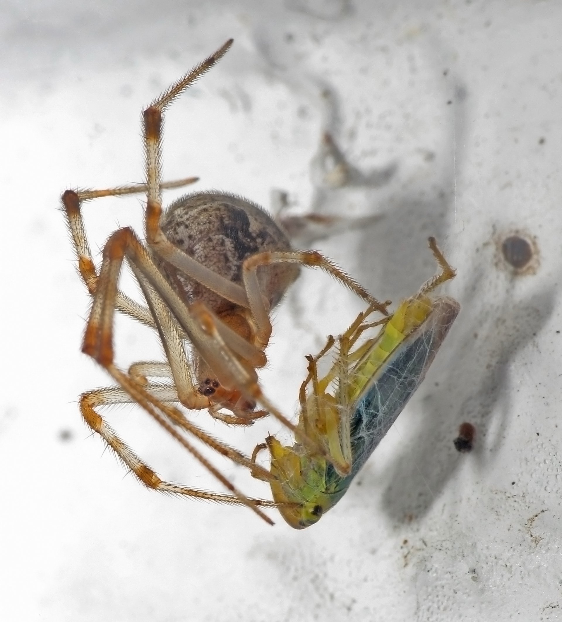  Parasteatoda tepidariorum and Cicadella viridis by Luis Miguel Bugallo Sánchez