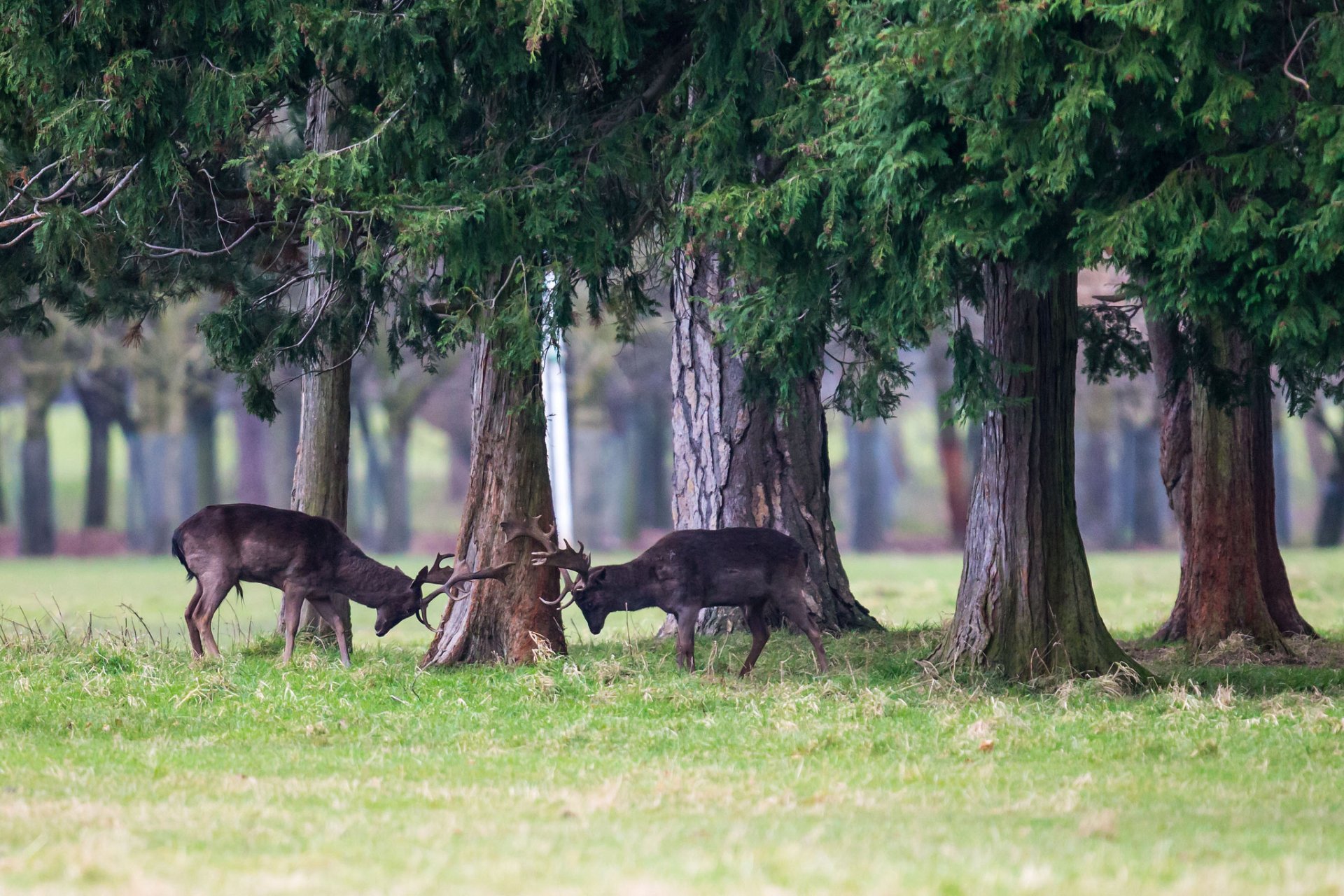 Download Animal Deer Image