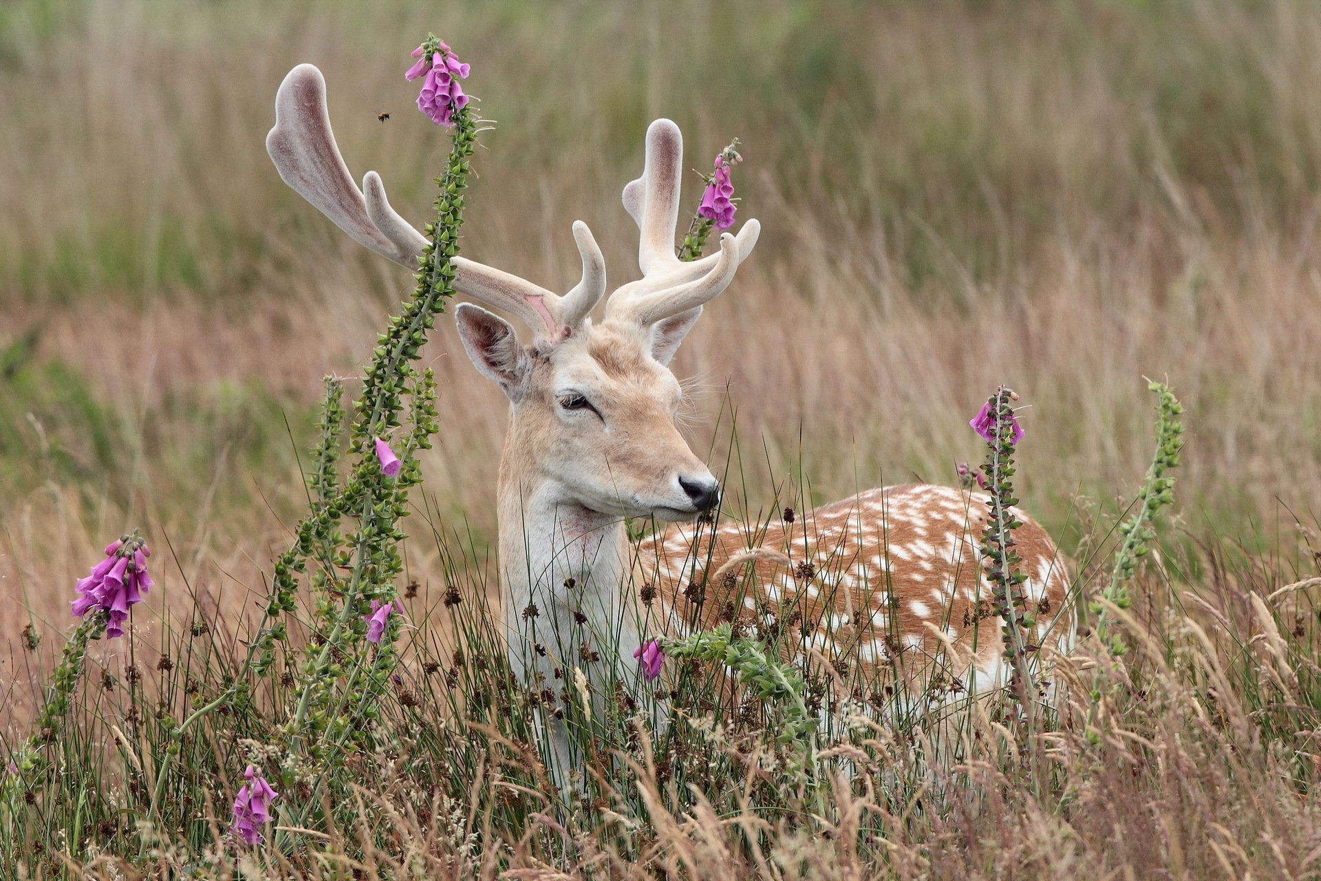 Download Animal Deer Image