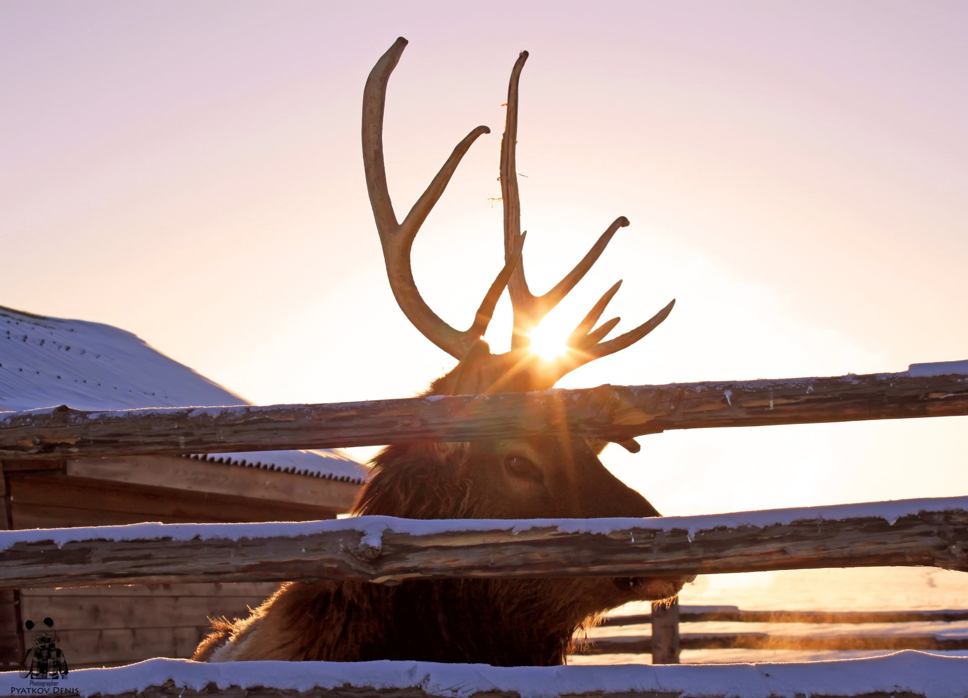 Download Animal Deer Image