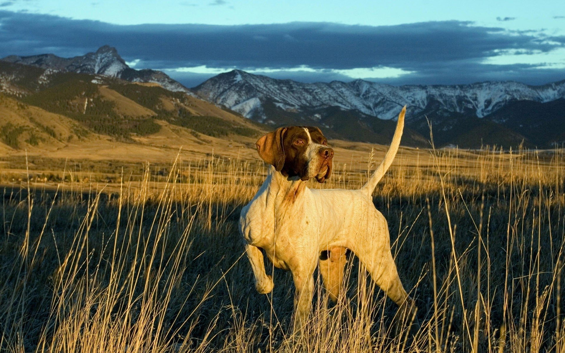 A pointer dog stands alert in a grassy field with mountains and a cloudy sky in the background.