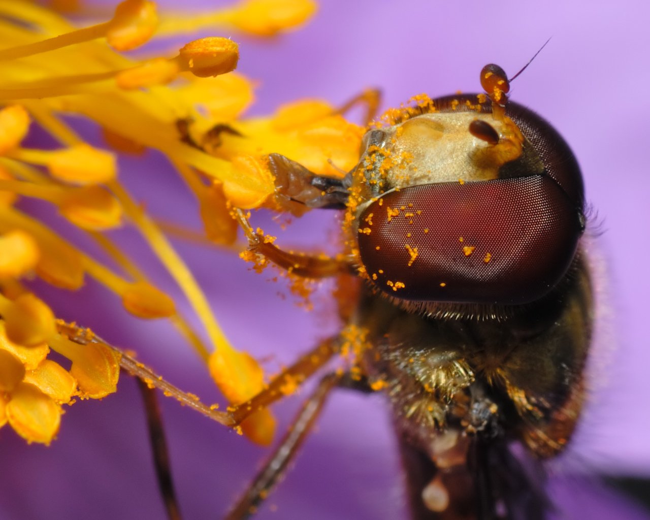  Marmelade fly (Episyrphus balteatus) on a Cistus creticus by André Karwath