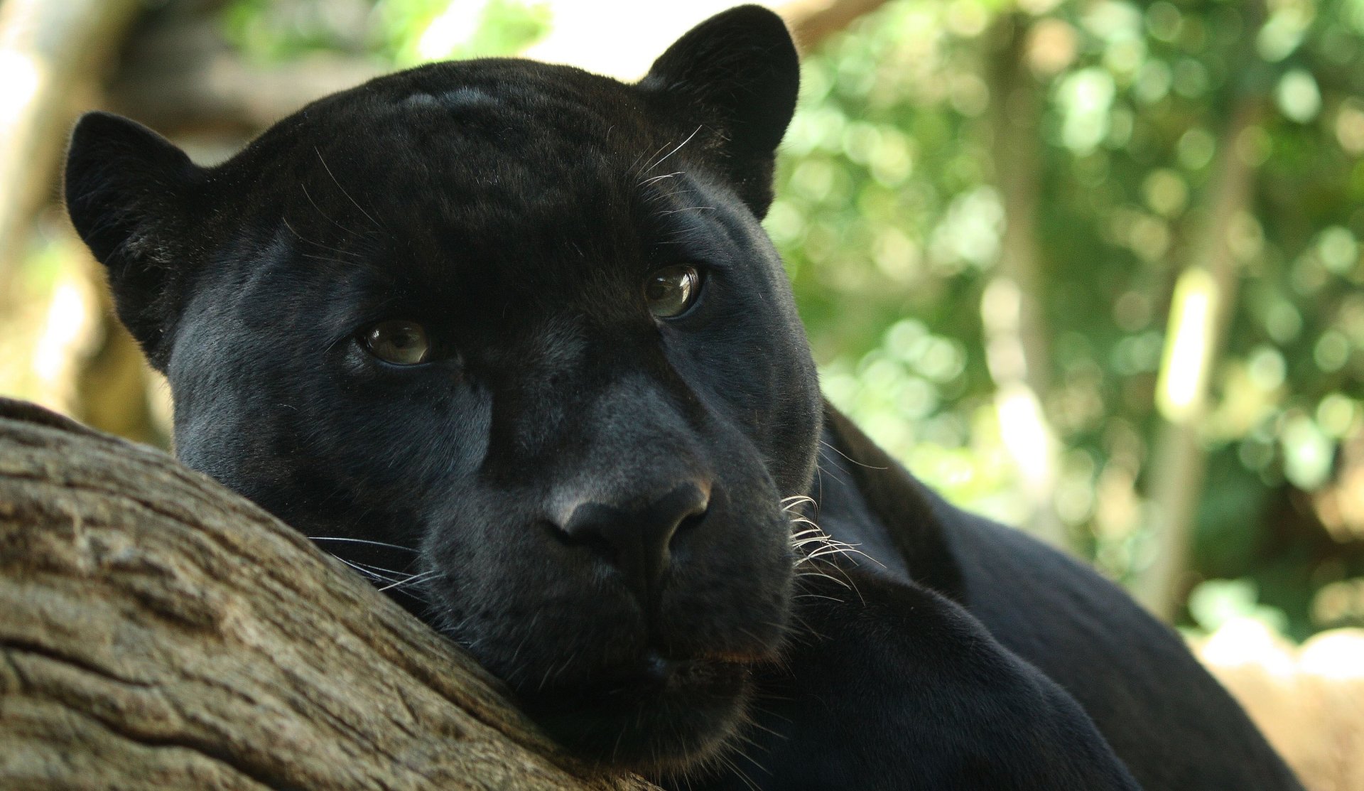 A close-up of a black panther resting on a tree branch, showcasing its sleek fur and attentive expression, set against a blurred green background.