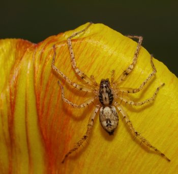 Preview Image 301163