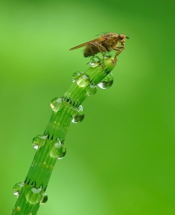 Preview Image 301450