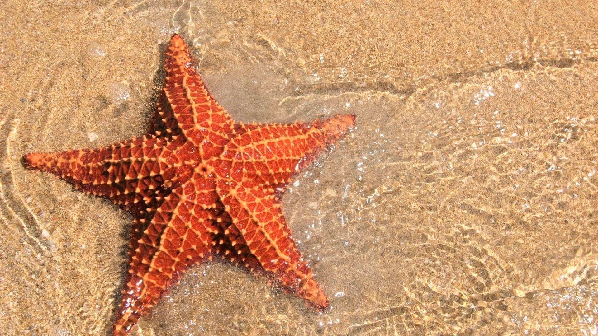 Download Orange (Color) Animal Starfish Image