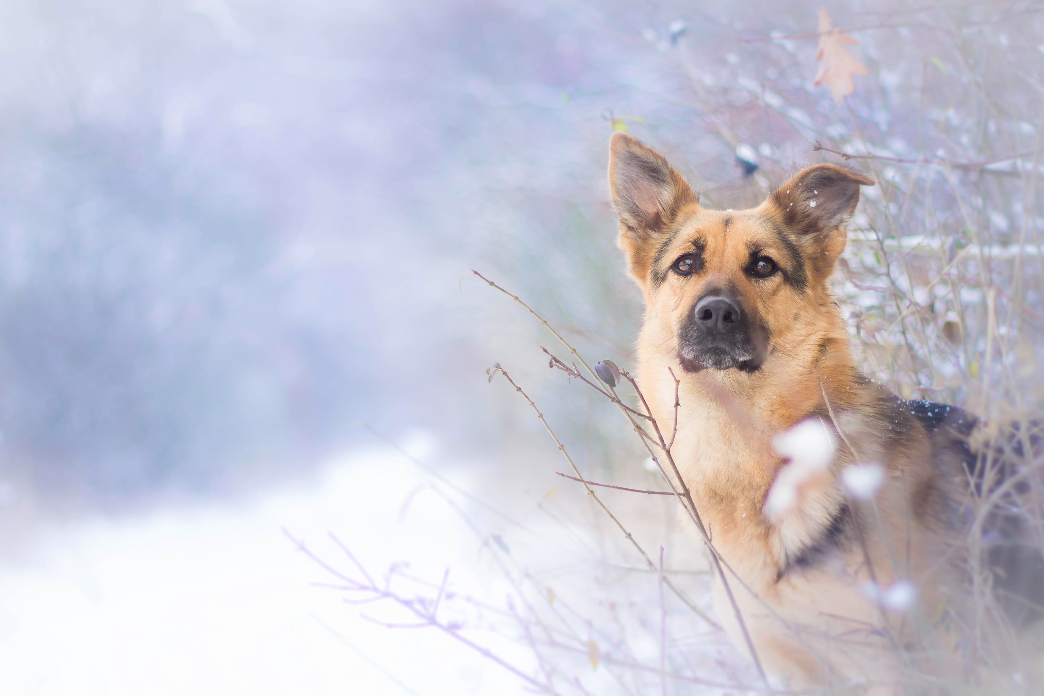 German Shepherd In The Snow Image Abyss