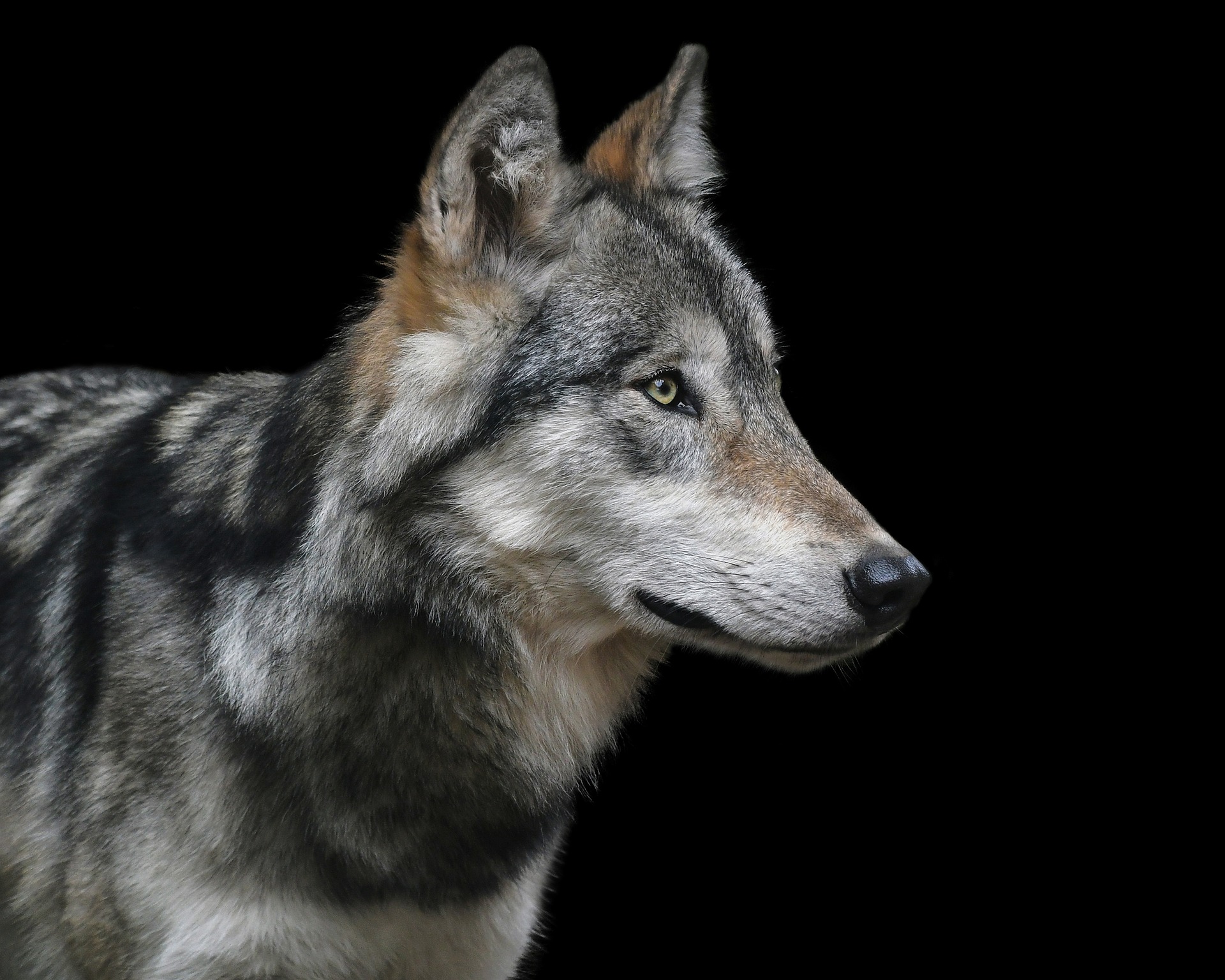 Wolf Portrait by christels