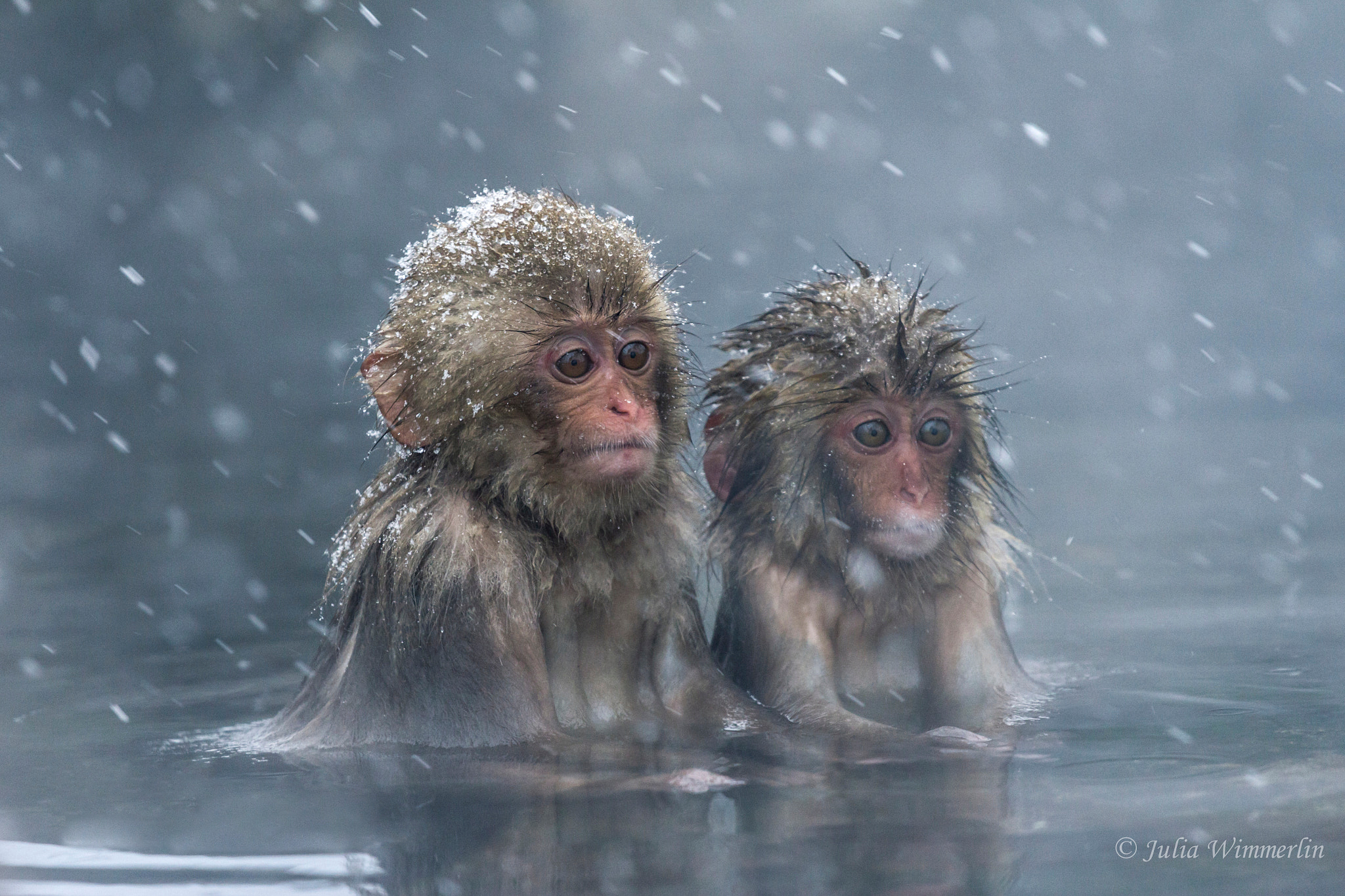 Japanese Macaques in Snowstorm