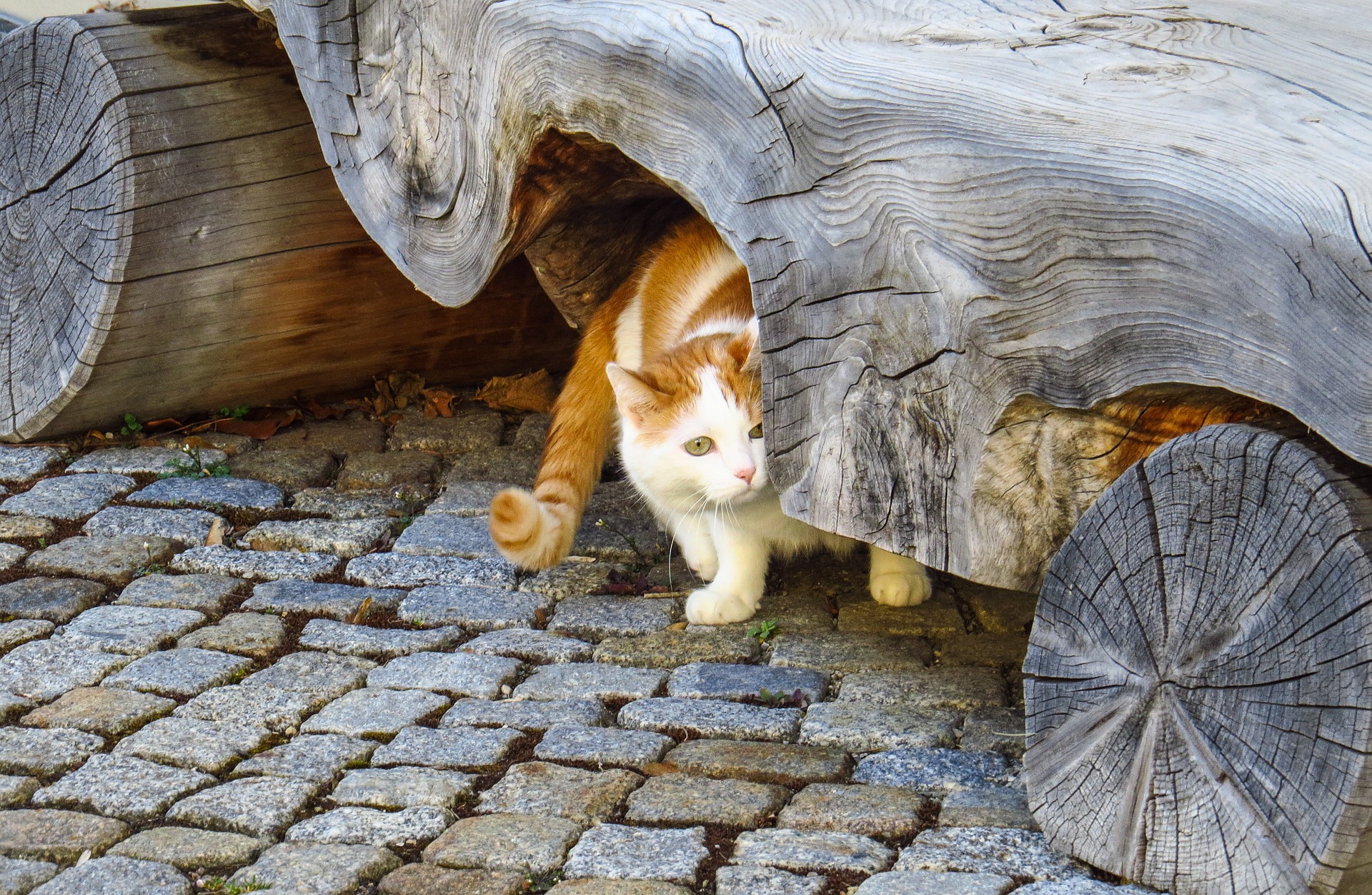Ginger and White Cat Hiding Under a Wooden Bench by 2182694