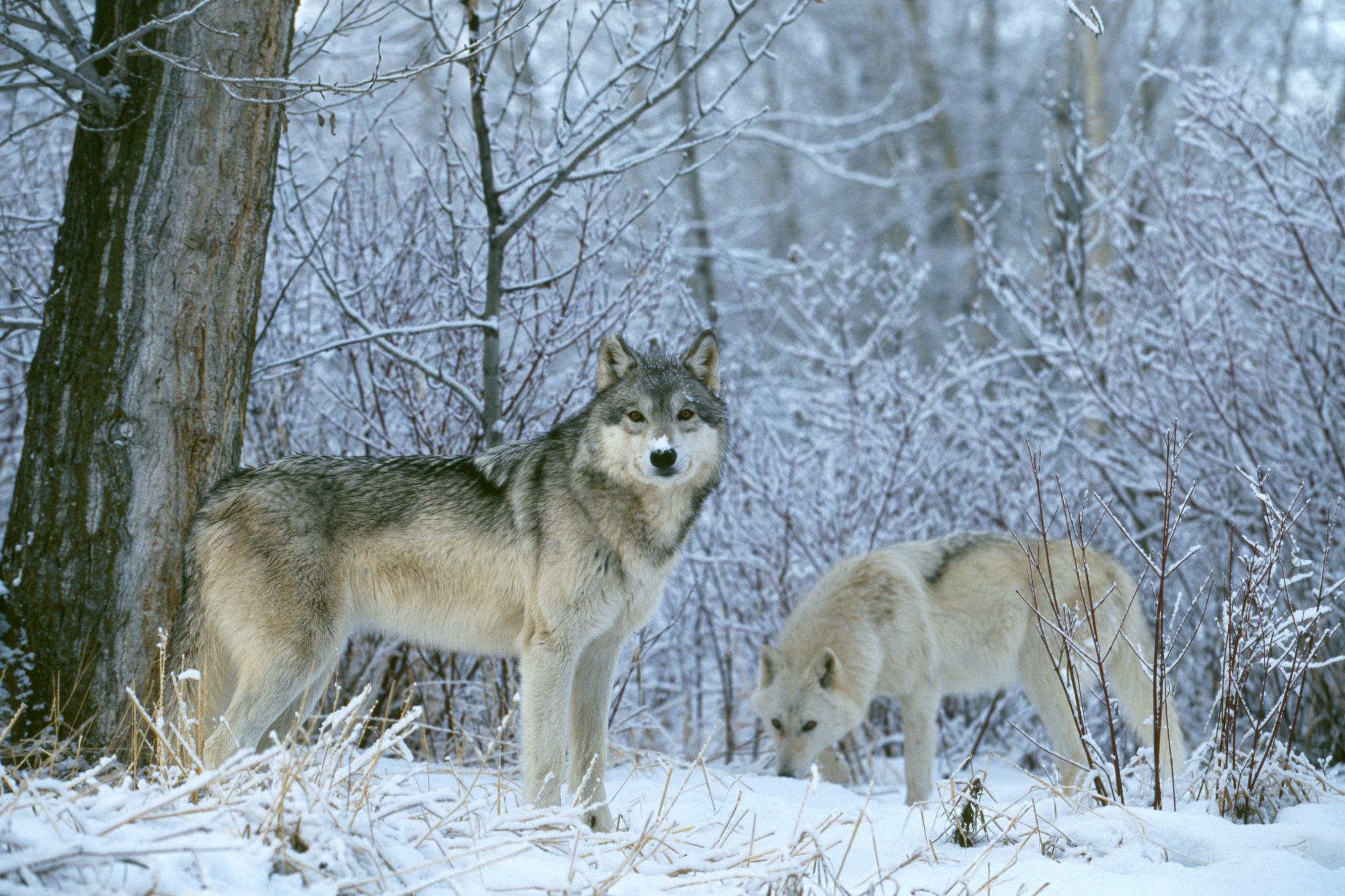 Wolves in Snowy Forest