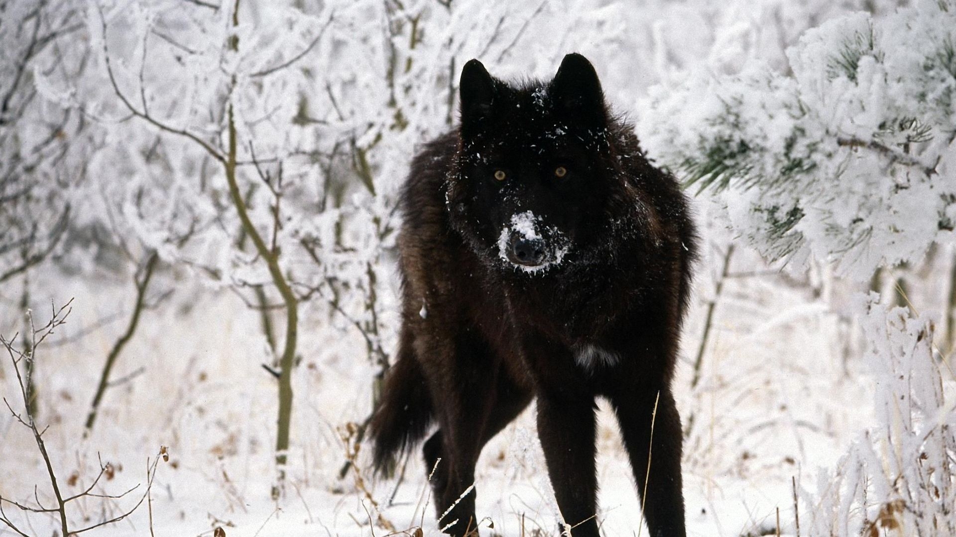 Black Wolf in Snowy Forest