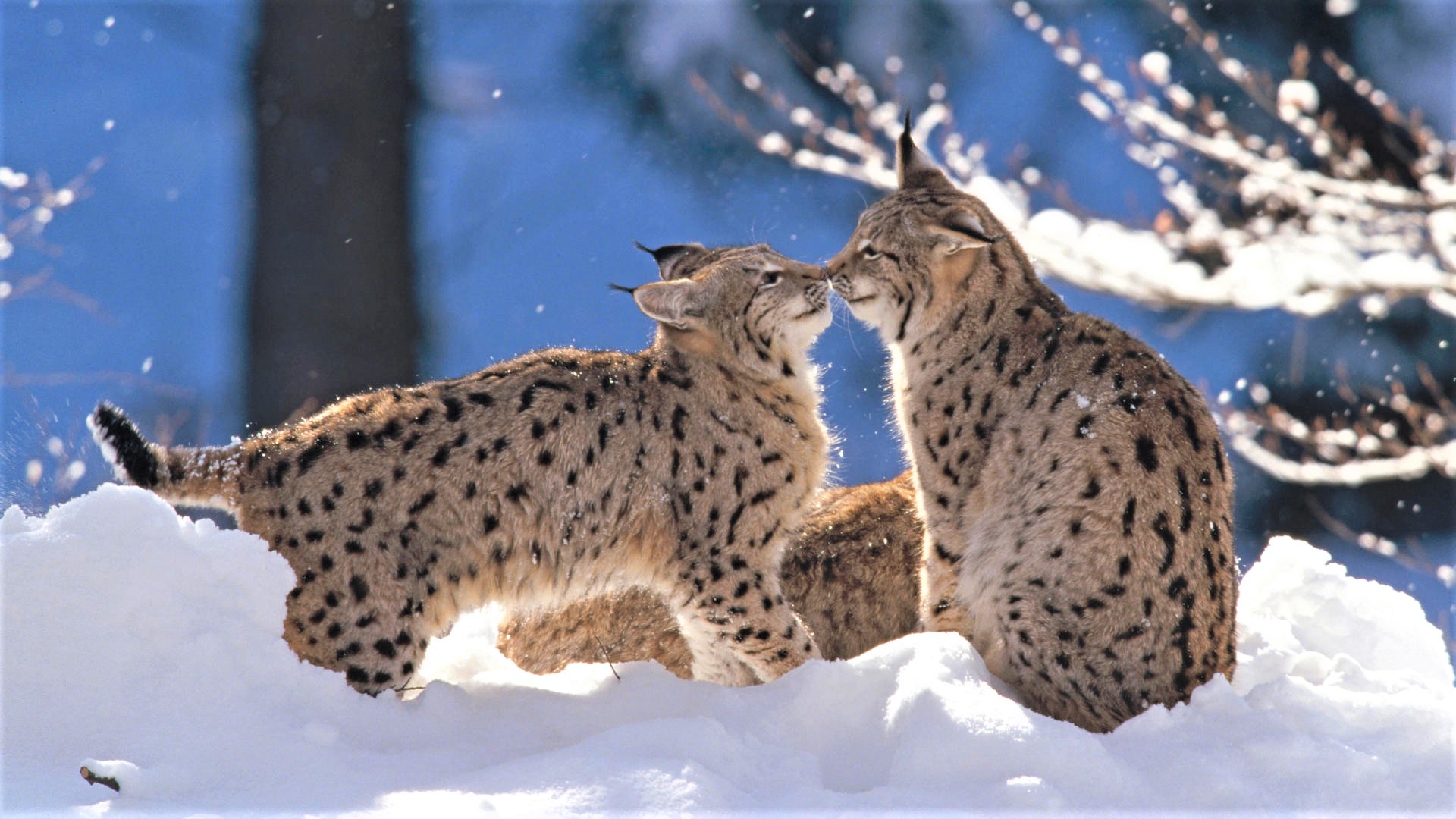 download-baby-animal-winter-snow-cute-animal-lynx-image