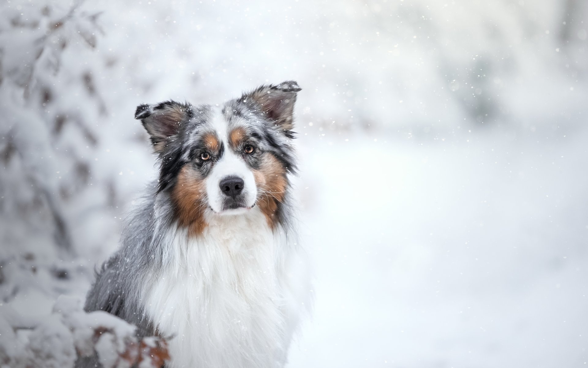 An Australian Shepherd dog with a focused stare stands amidst softly falling snow in a winter landscape, captured with a shallow depth of field.