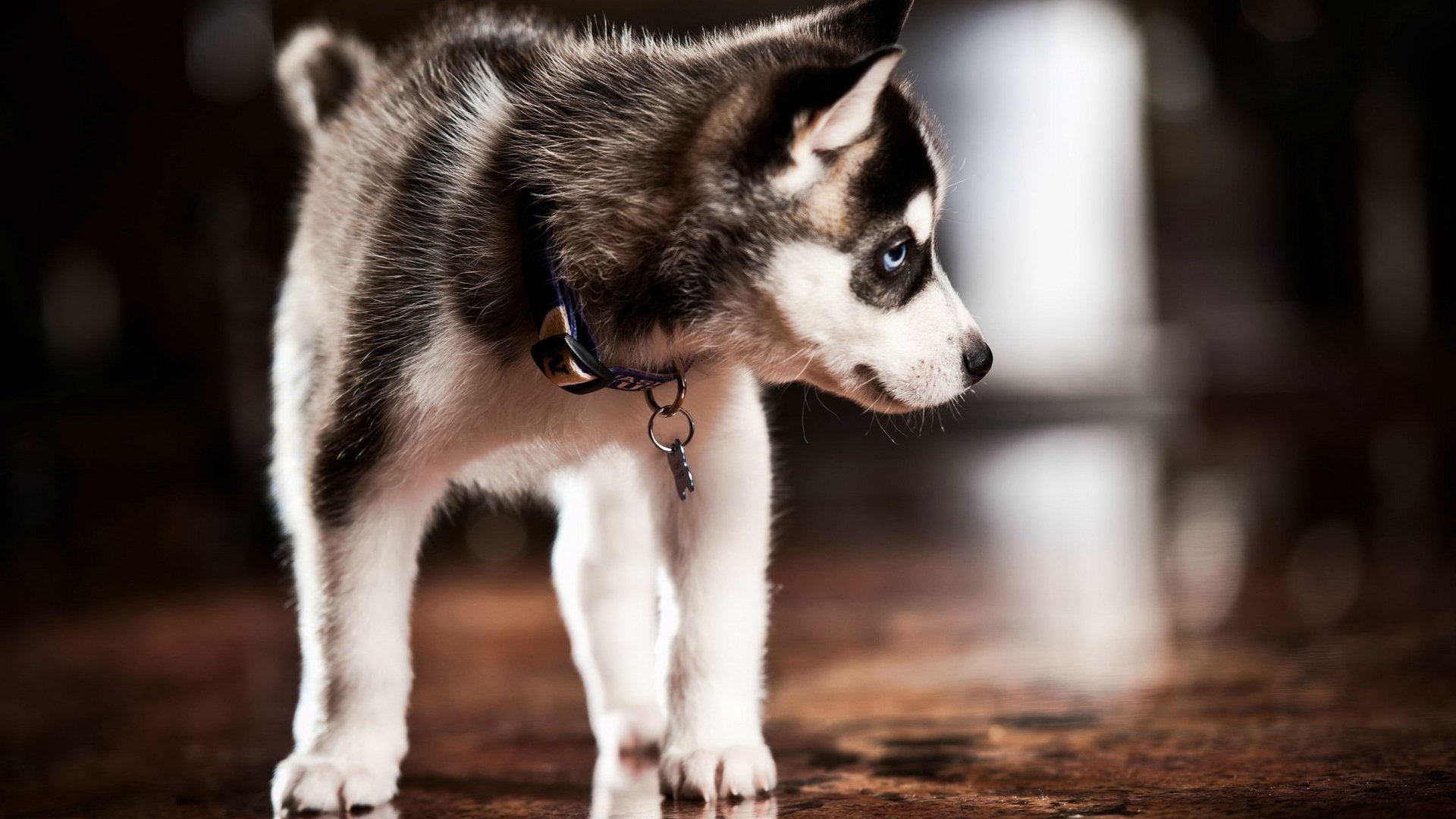 A curious husky puppy stands on a polished floor, showcasing its striking black and white coat and playful demeanor.